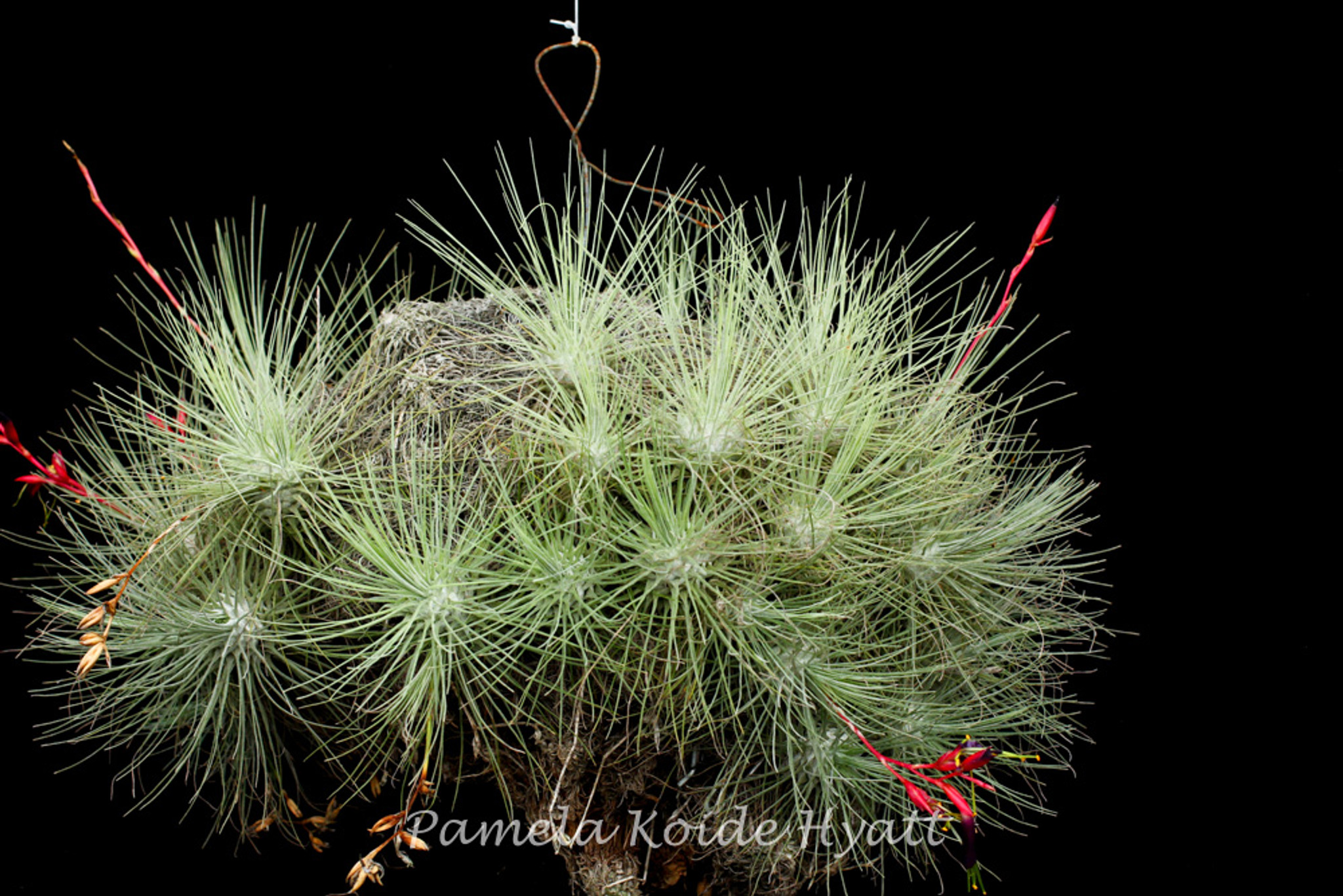 Tillandsia loliacea Argentina wild 速達発送 Tillandsia loliacea Argentina wild 速達発送
