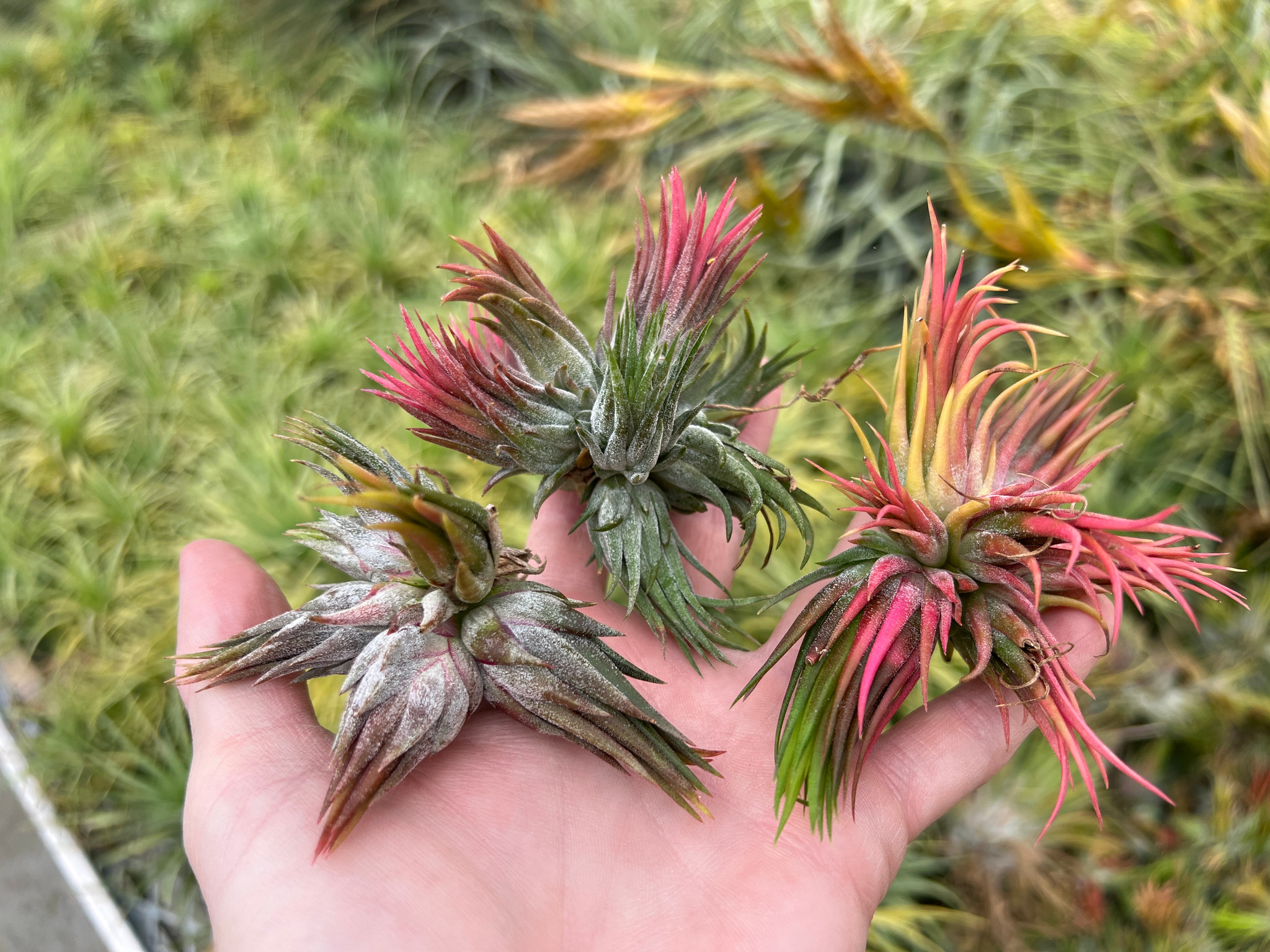 Tillandsia ionantha v. stricta forma fastigiata - Bird Rock Tropicals