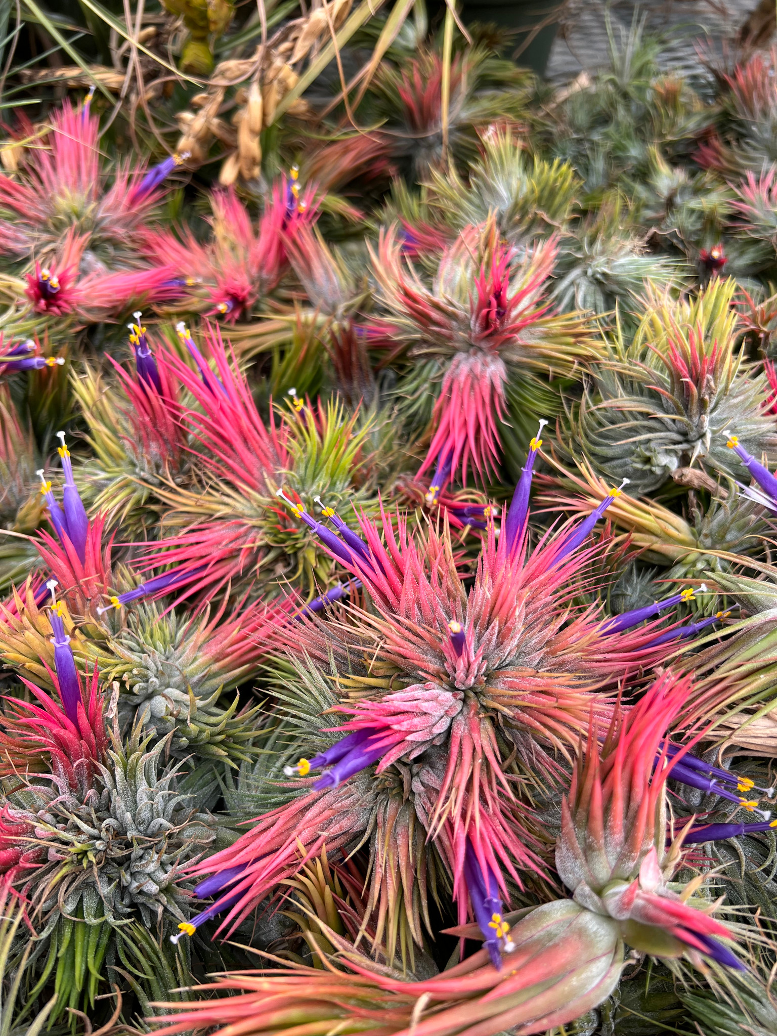 Tillandsia ionantha v. stricta forma fastigiata - Bird Rock Tropicals