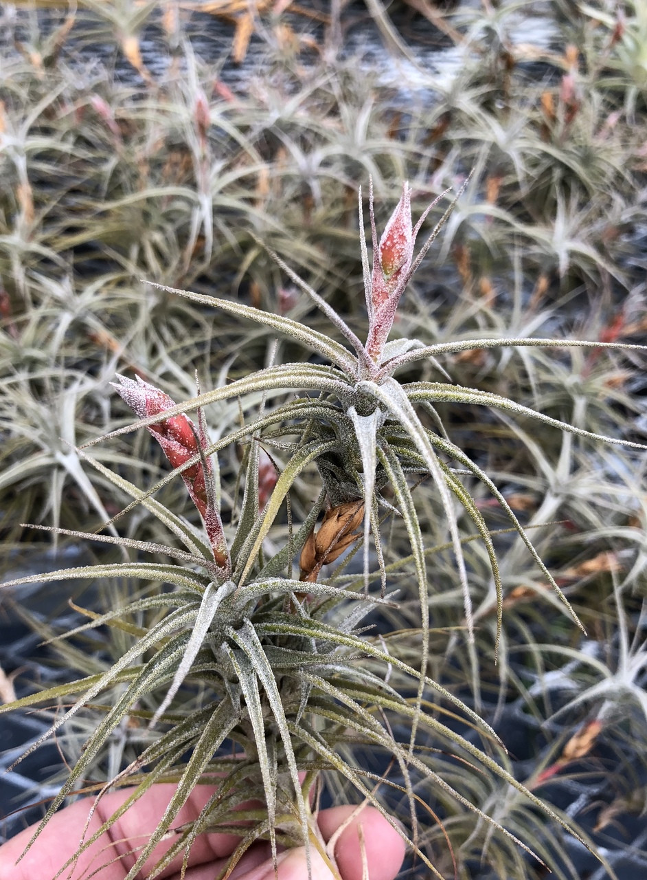 Tillandsia latifolia v. latifolia (miniata form) - Bird Rock Tropicals