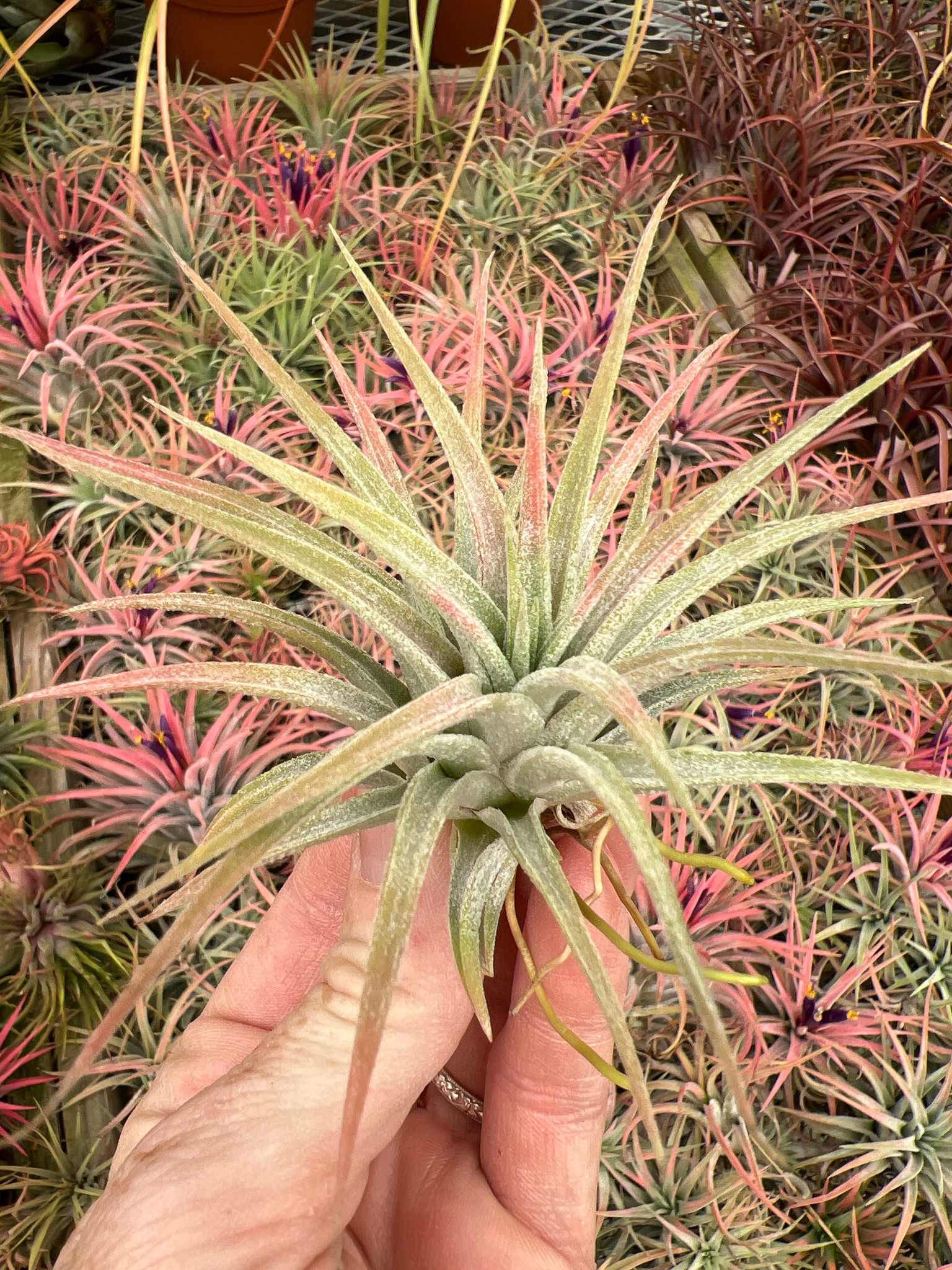 Tillandsia maxima