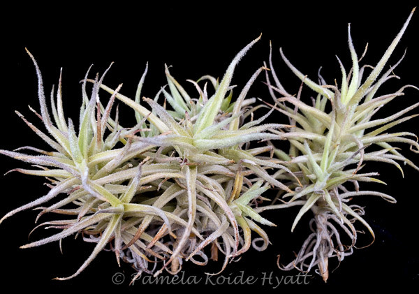 Tillandsia paleacea 'Enano' - Bird Rock Tropicals