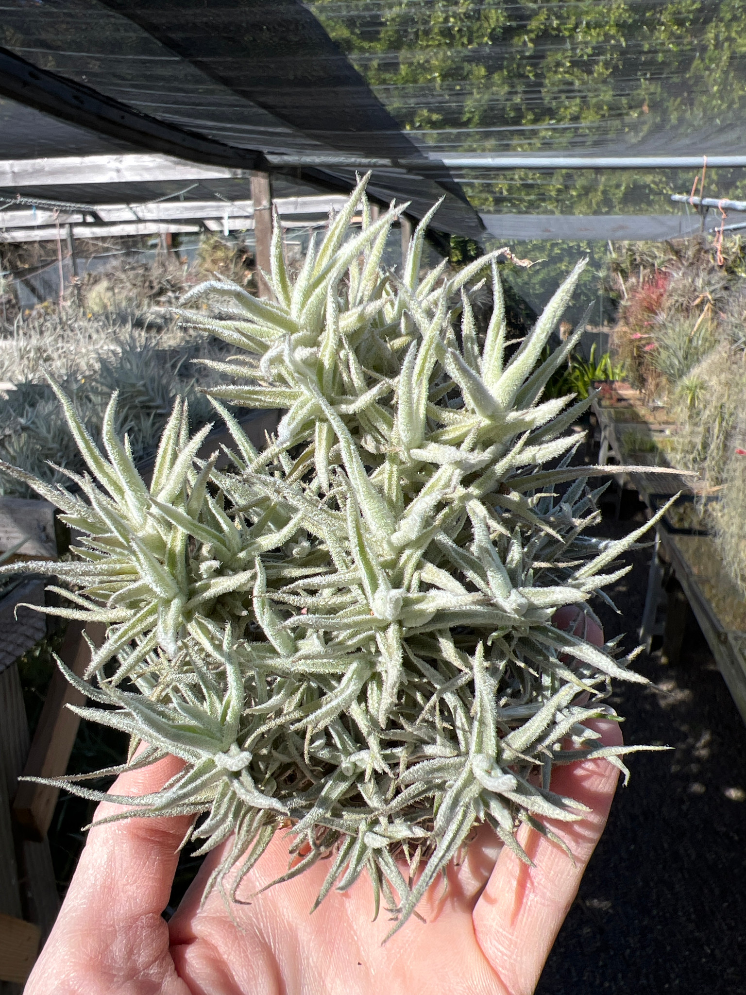 Tillandsia paleacea 'Enano' - Bird Rock Tropicals