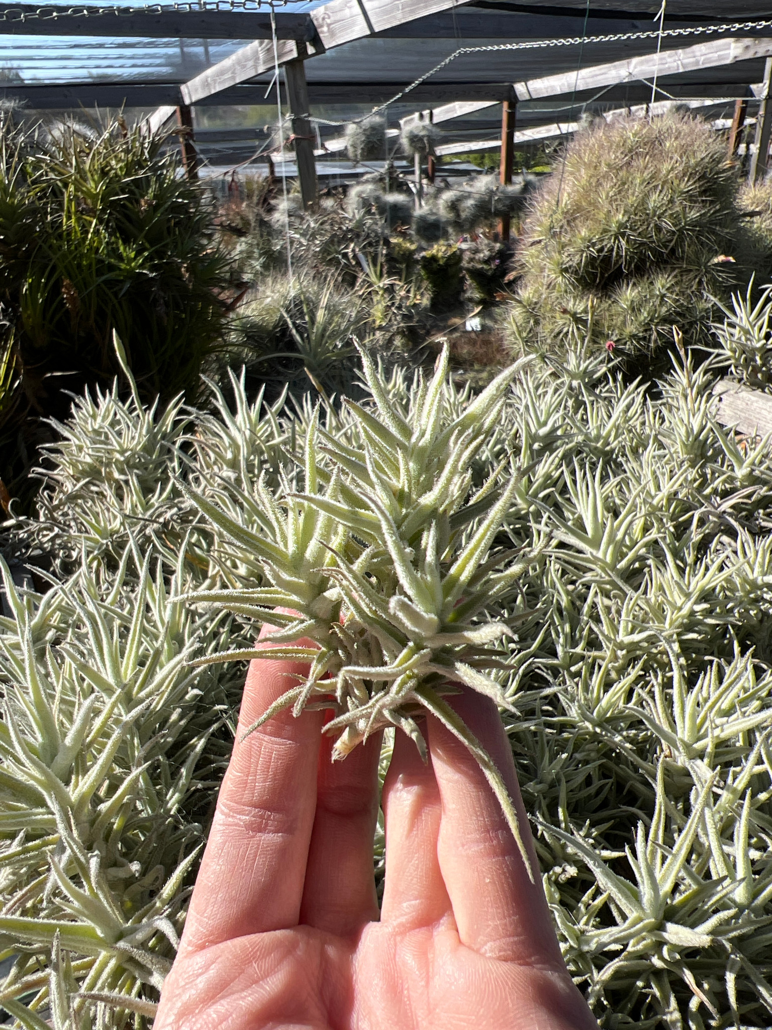 Tillandsia paleacea 'Enano' - Bird Rock Tropicals