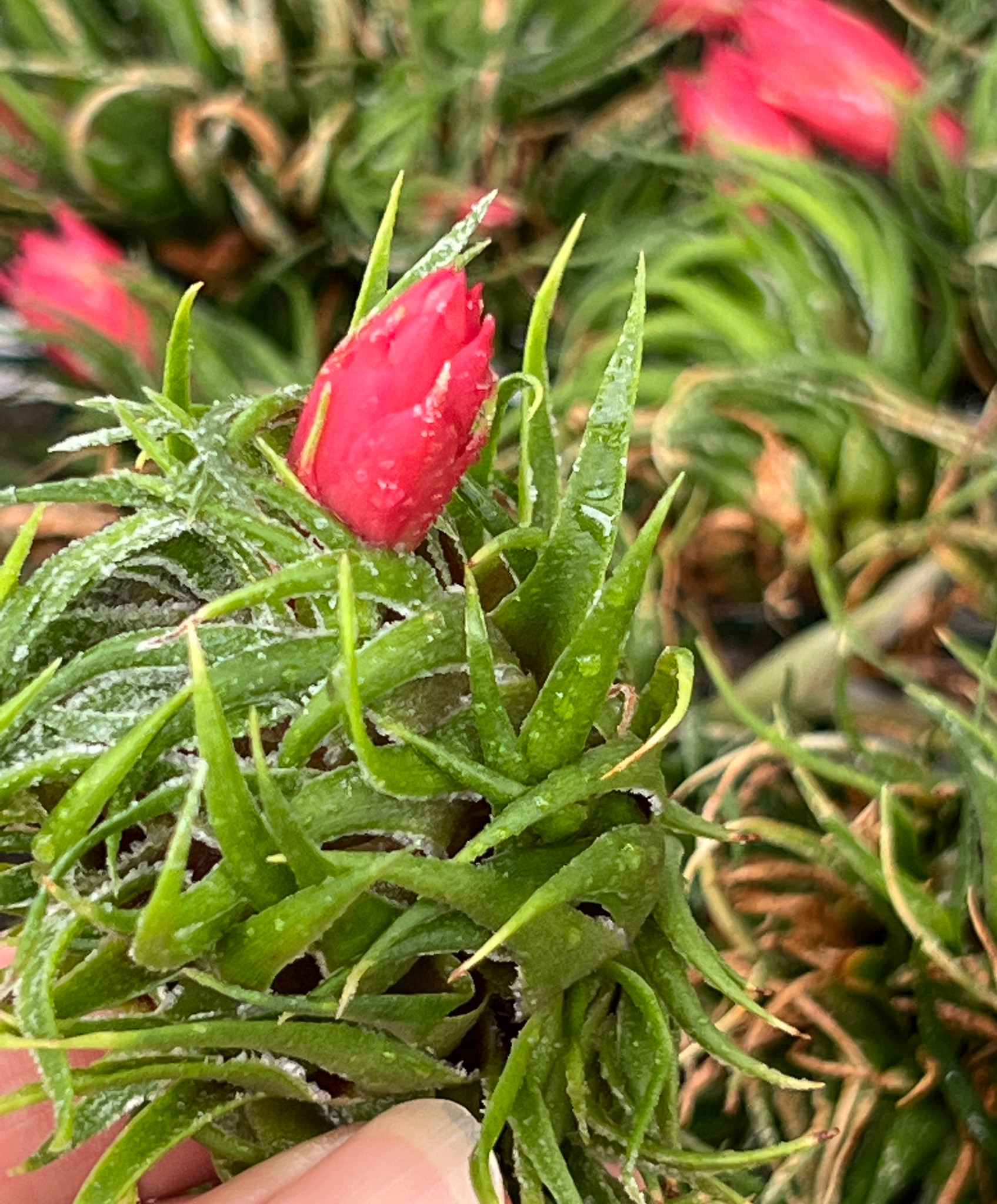 Tillandsia sprengeliana