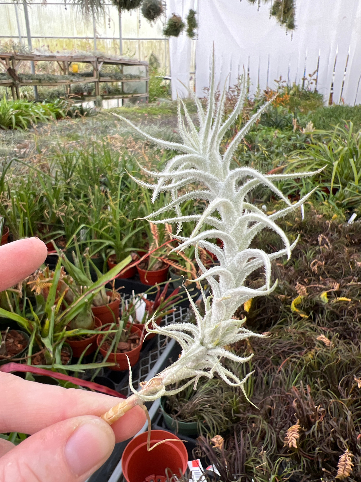 ねずみTillandsia Tectorum Ecuador (AKA Snowball) – Air Plant Hub