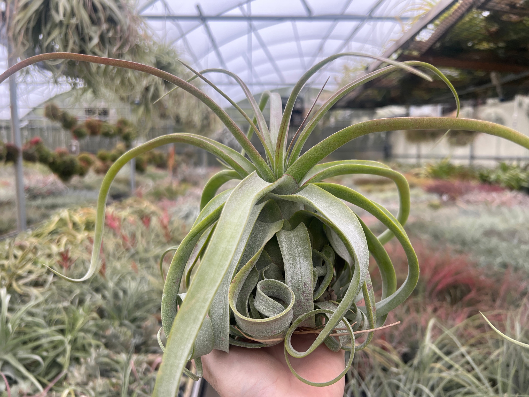 Tillandsia streptophylla - Bird Rock Tropicals