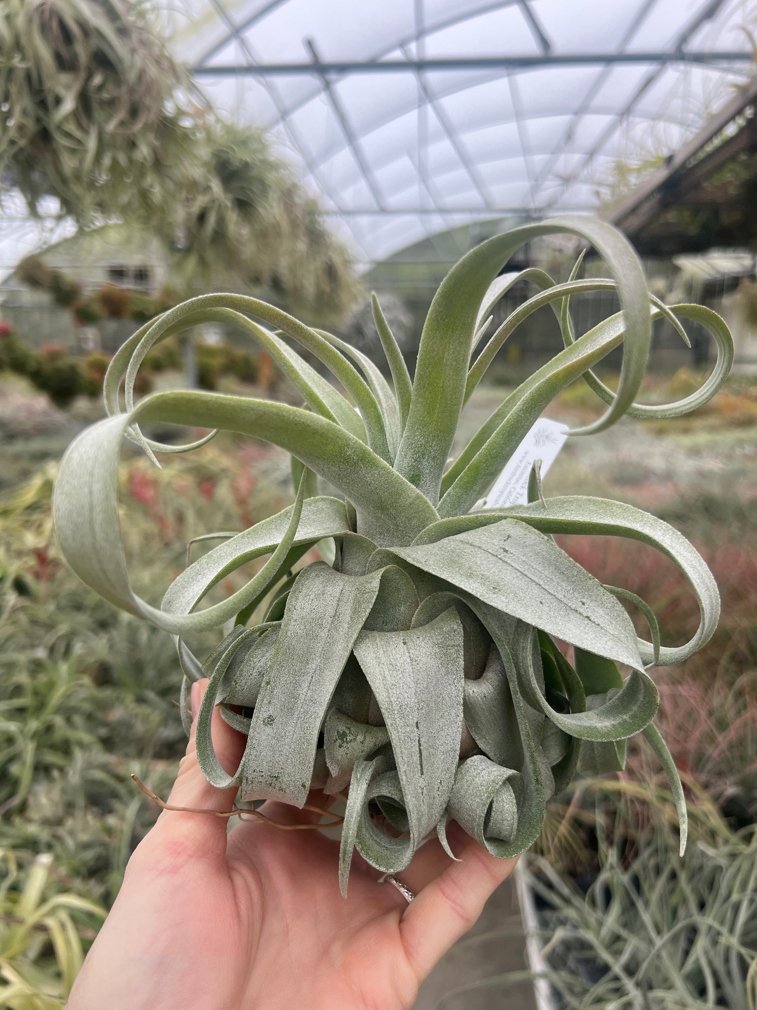 curly air plant Tillandsia Streptophylla Air Plants