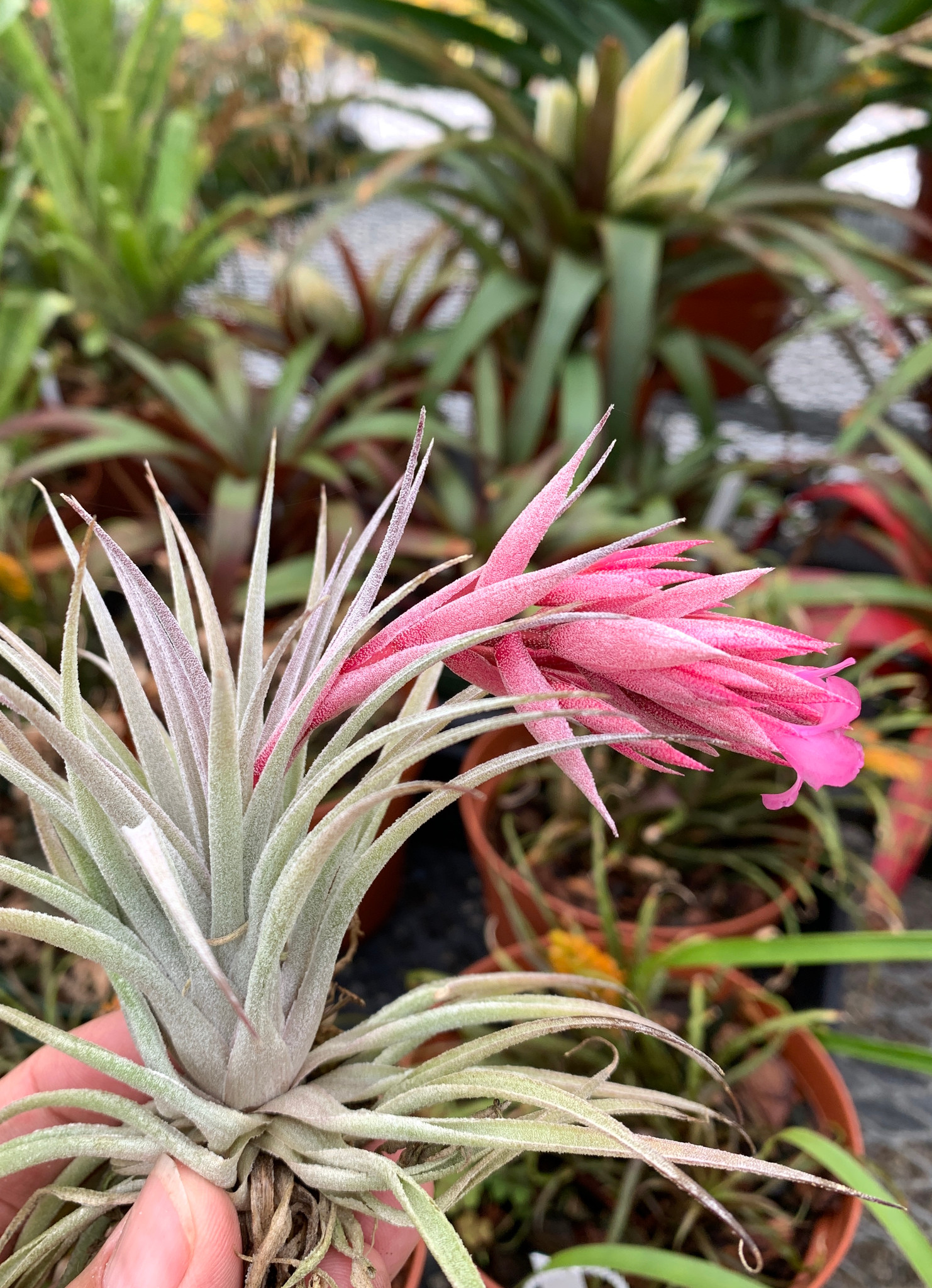 Tillandsia sucrei - Bird Rock Tropicals