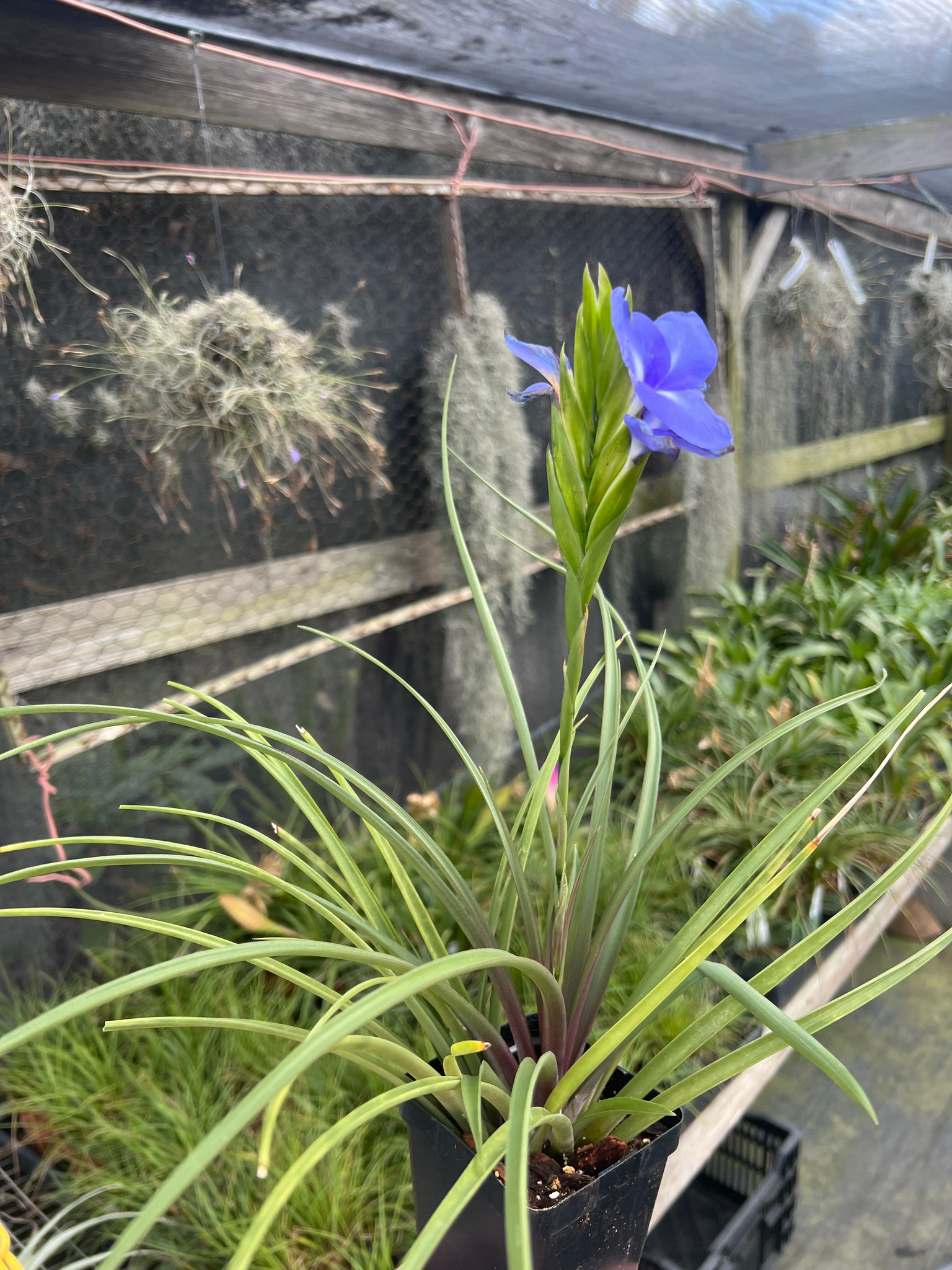 Wallisia lindeniana (= T. umbellata) - Bird Rock Tropicals