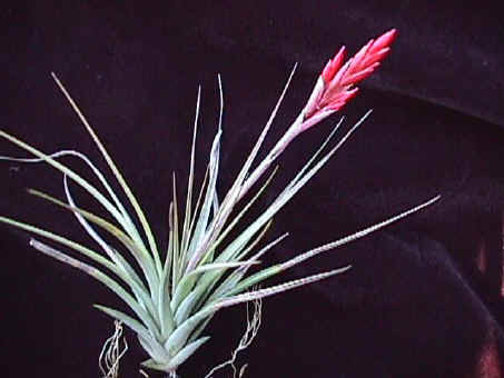 Tillandsia vernicosa - Bird Rock Tropicals