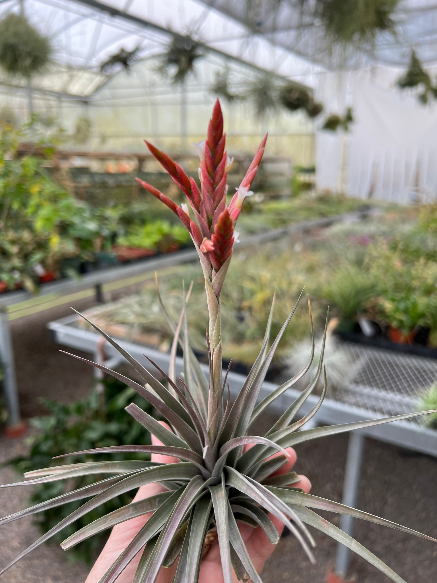 ブロメリア・エアープランツ Tillandsia roseiflora x vernicosa Tillandsia roseiflora × vernicosa お花の美しい2種の掛け合わせ