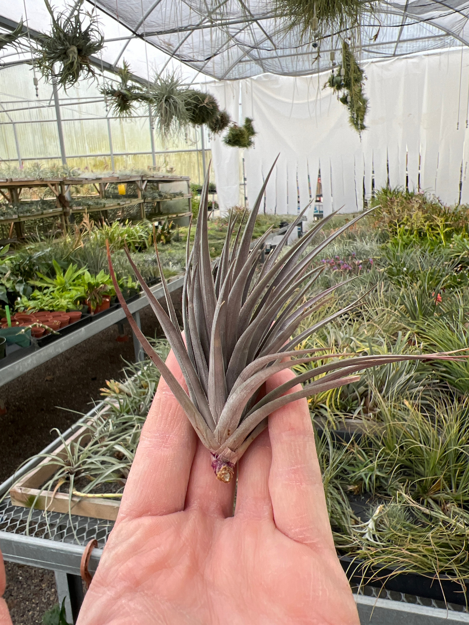 Tillandsia vernicosa - Bird Rock Tropicals