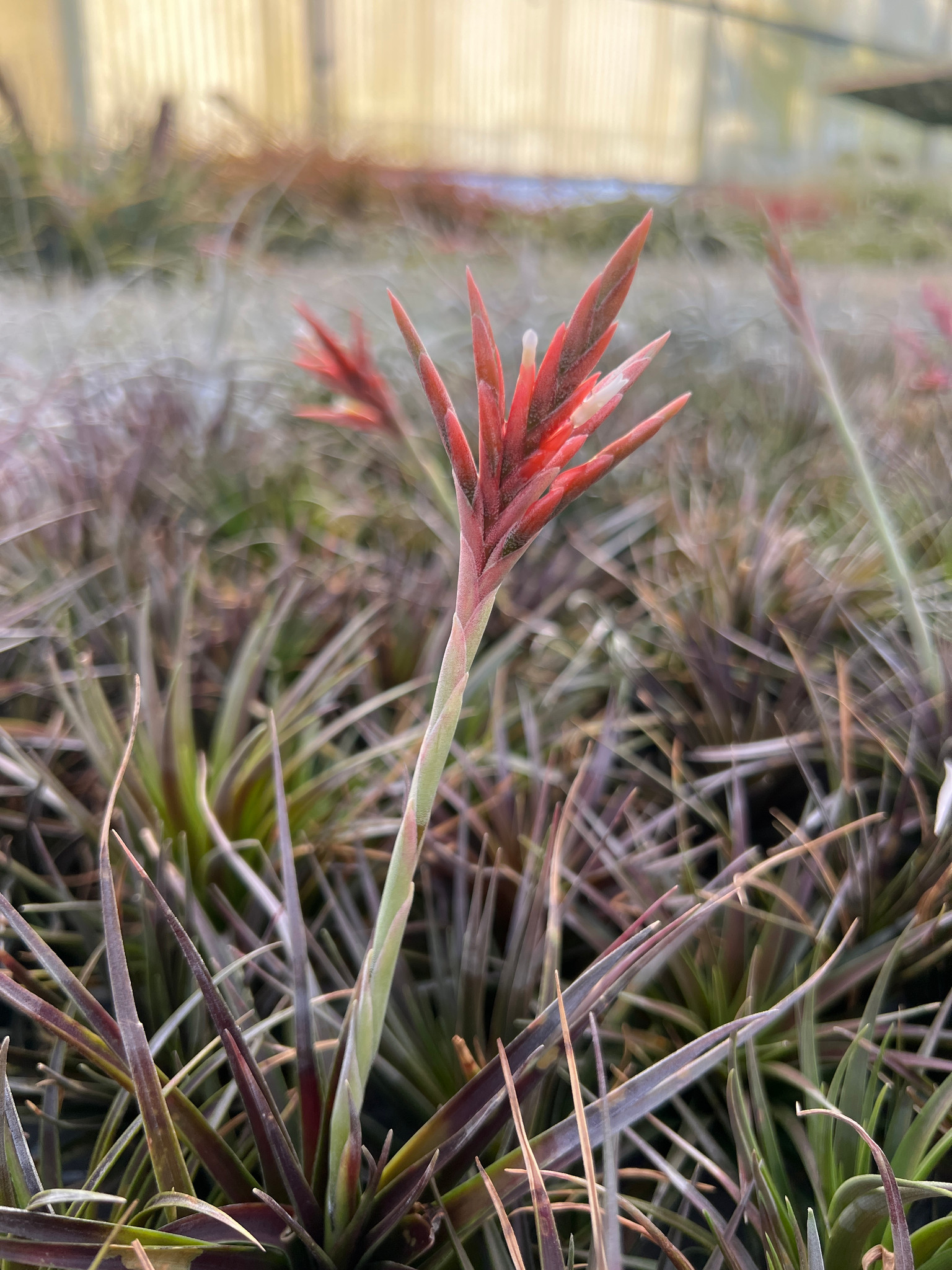 Tillandsia vernicosa - Bird Rock Tropicals