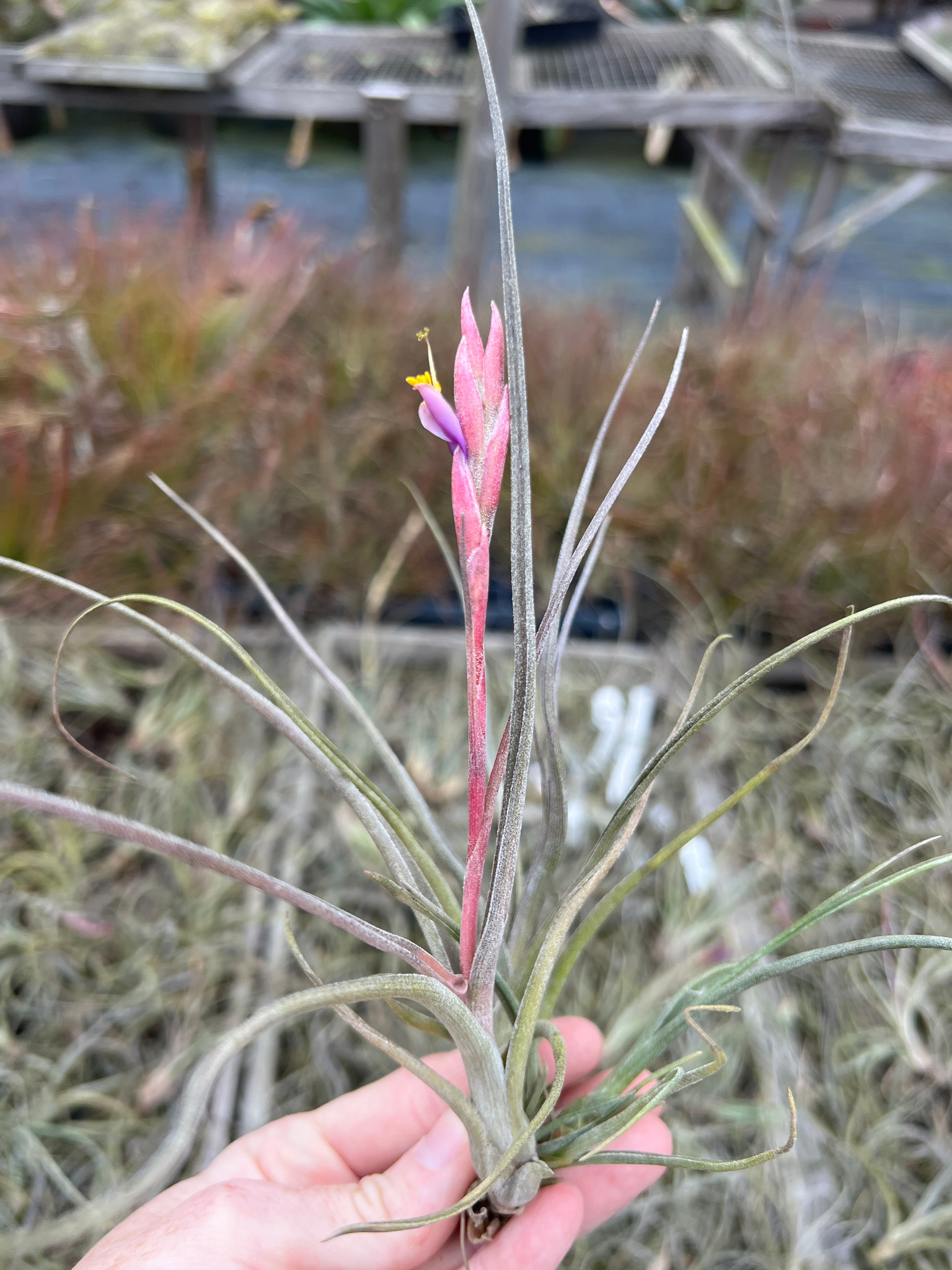 Tillandsia baileyi - Bird Rock Tropicals