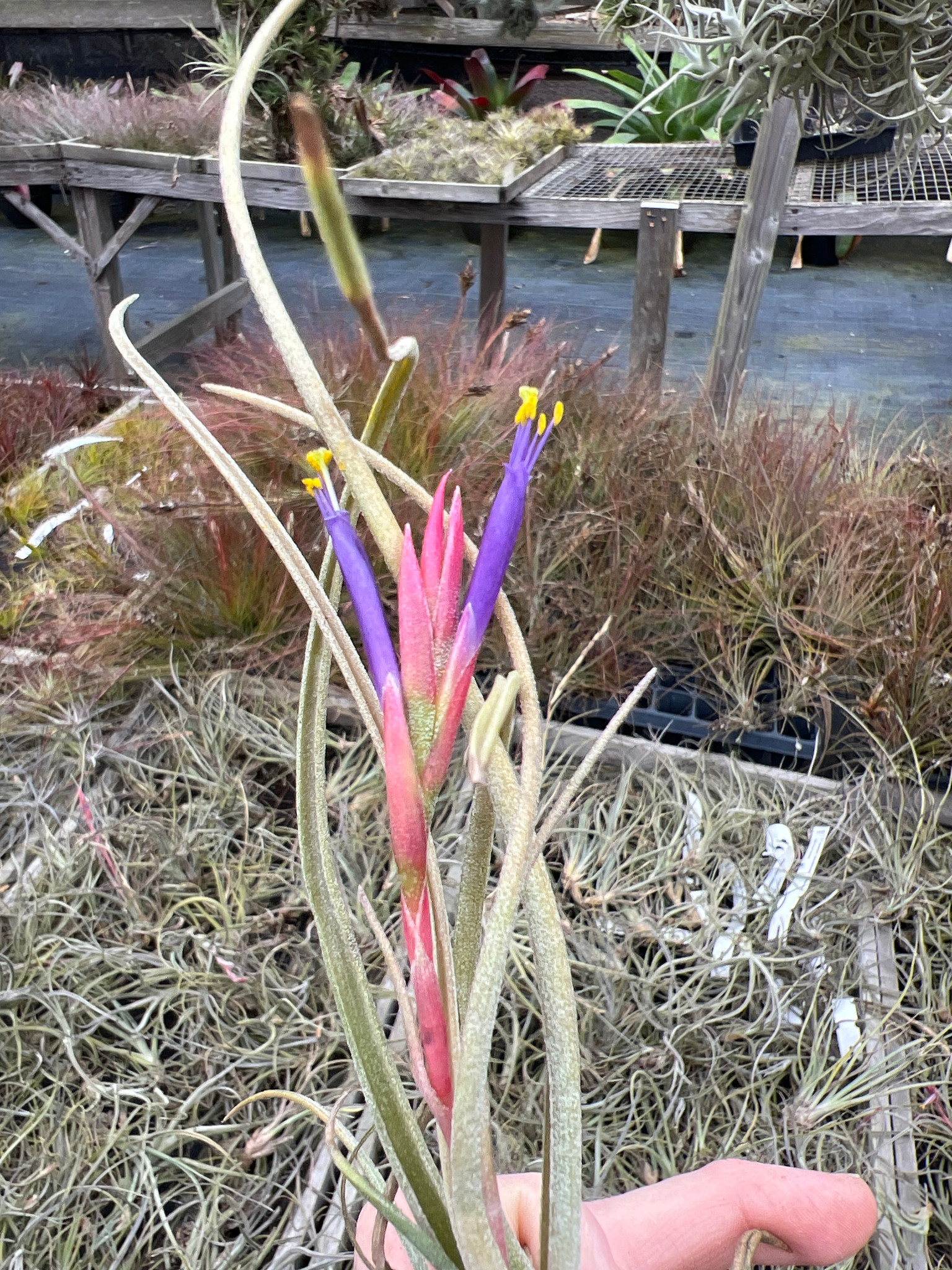 Tillandsia baileyi - Bird Rock Tropicals