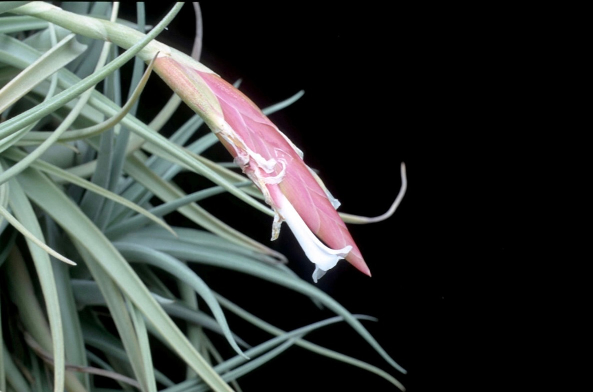 む*ん様 Tillandsia brealitoensis Tillandsia brealitoensis Argentina 良きかな〜 だんだん傾い