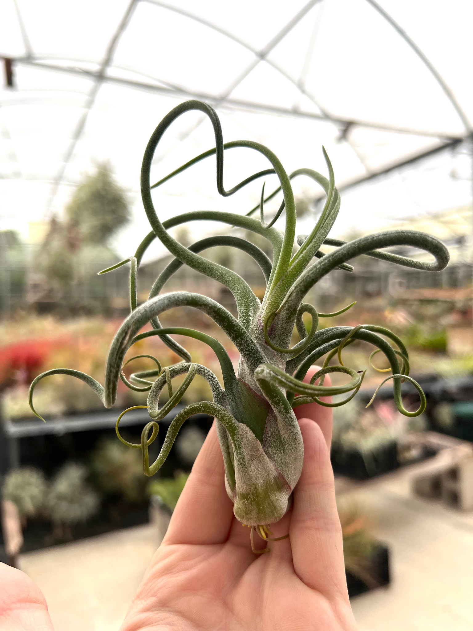 Tillandsia caput-medusae - Bird Rock Tropicals