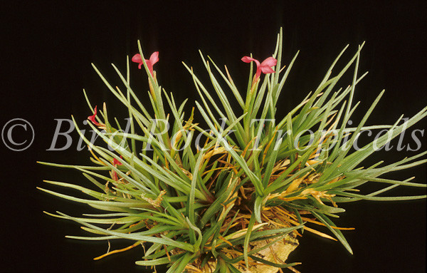 Tillandsia dorotheae - Bird Rock Tropicals
