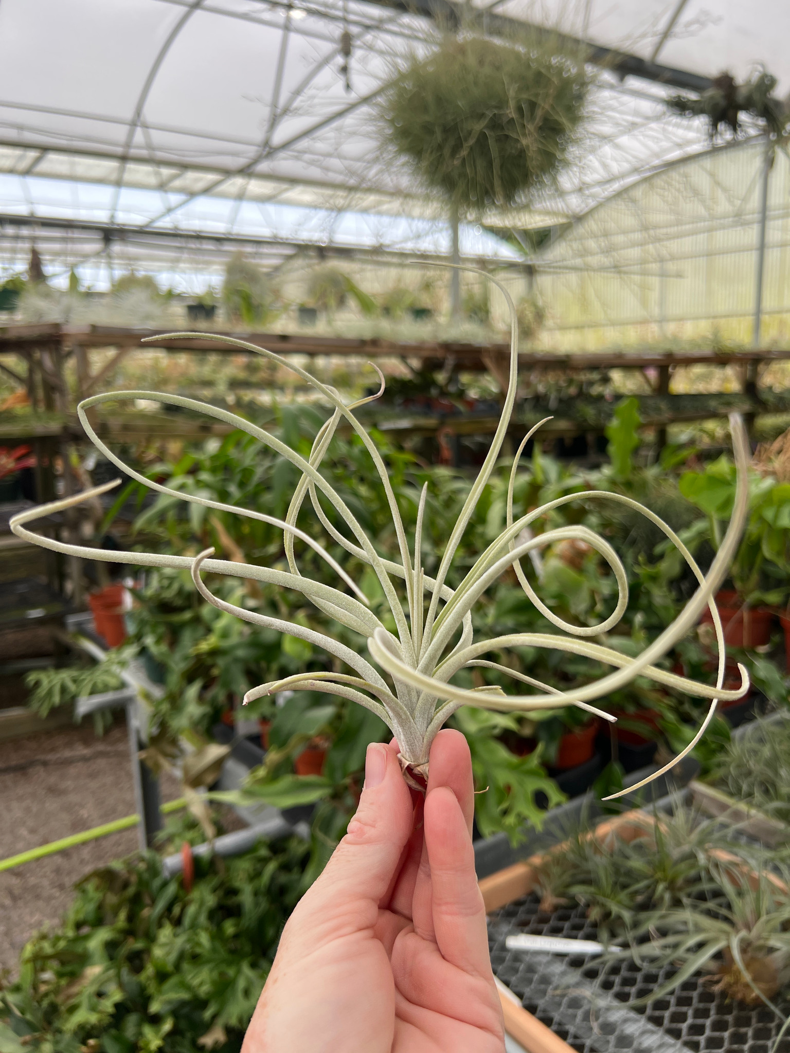 Tillandsia exserta - Bird Rock Tropicals
