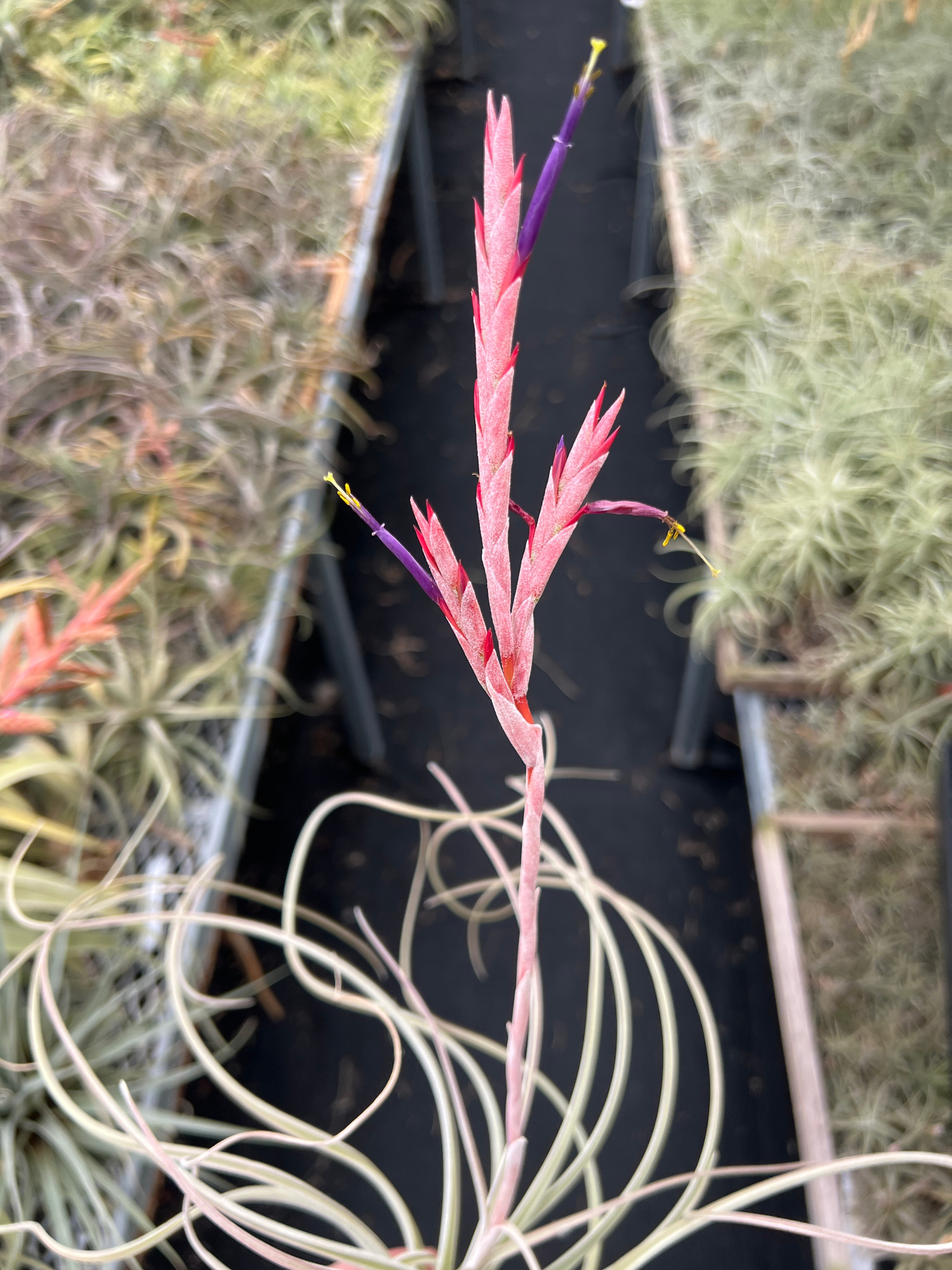 Tillandsia exserta - Bird Rock Tropicals
