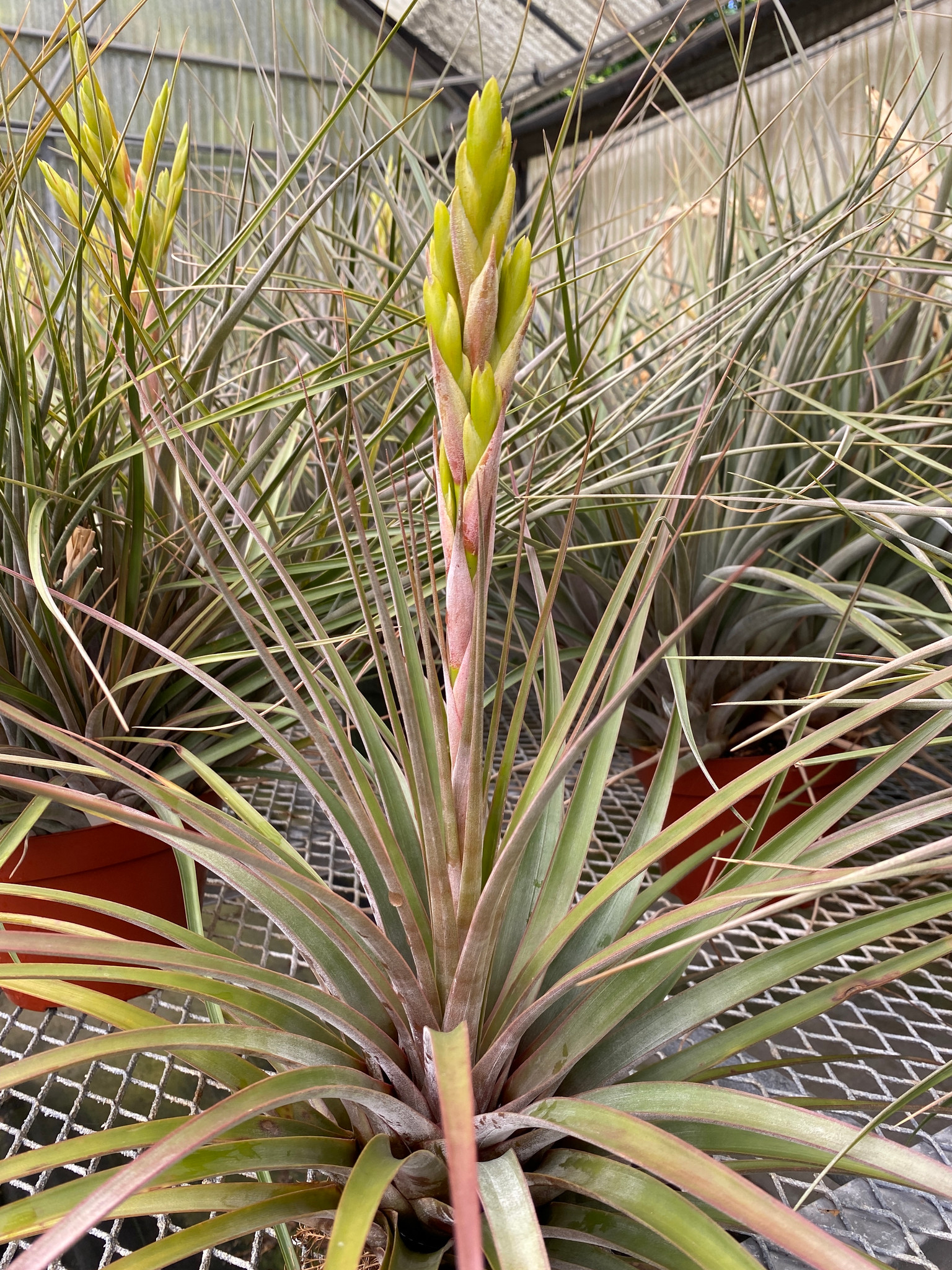 Tillandsia fasciculata (Ecuador) - Bird Rock Tropicals