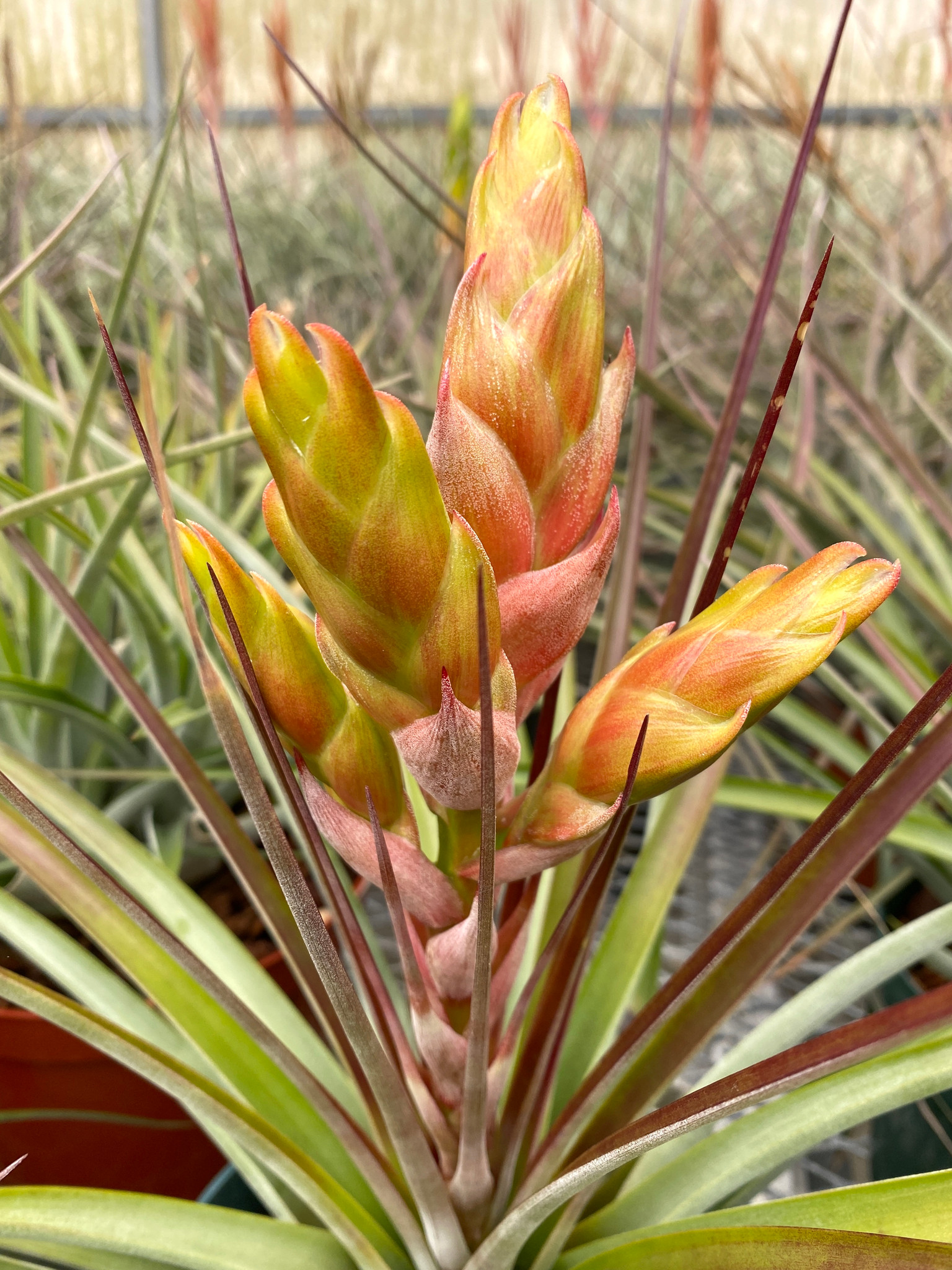 Tillandsia fasciculata 'Tropiflora' - Bird Rock Tropicals