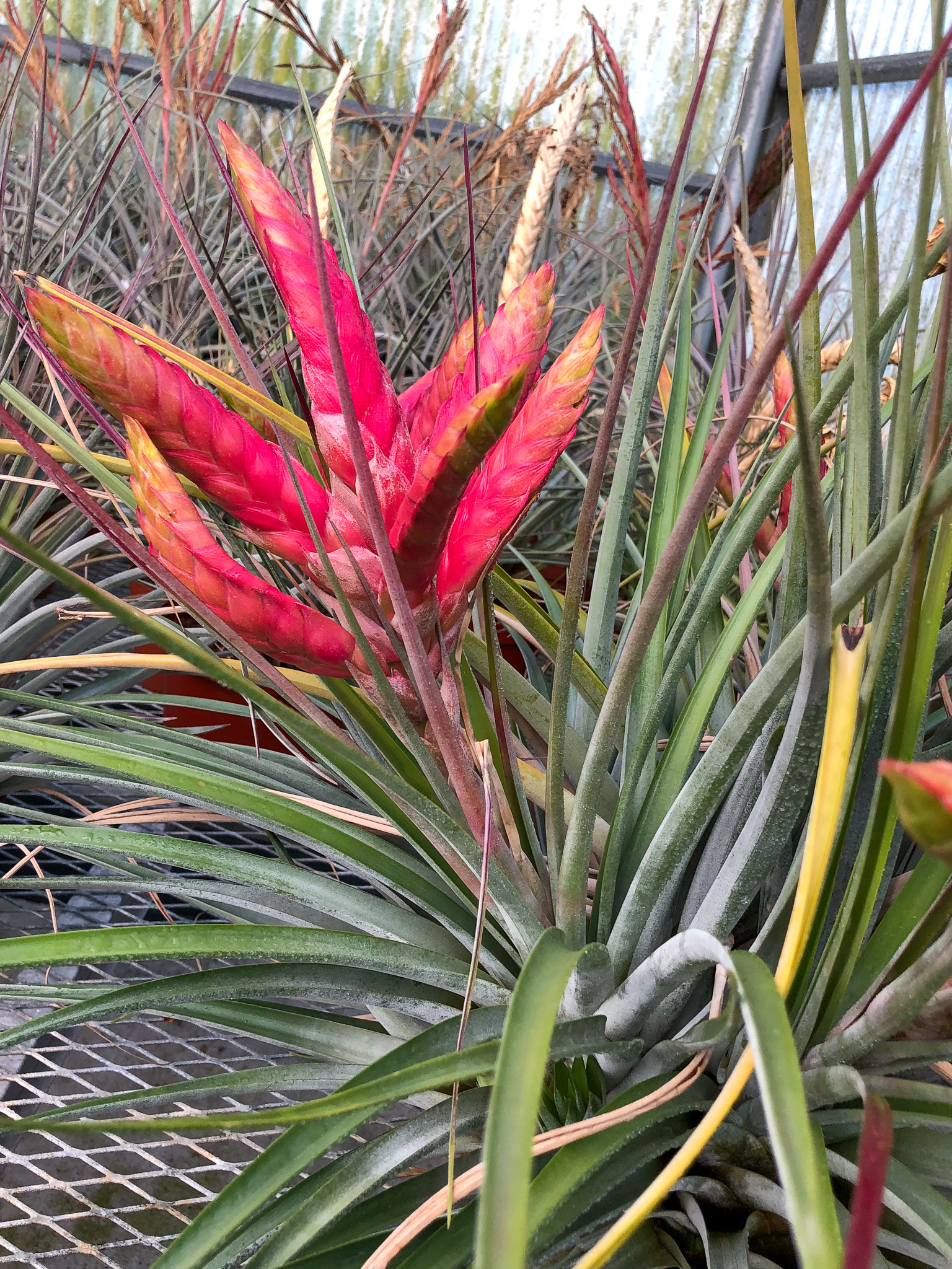 Tillandsia fasciculata 'Tropiflora' - Bird Rock Tropicals