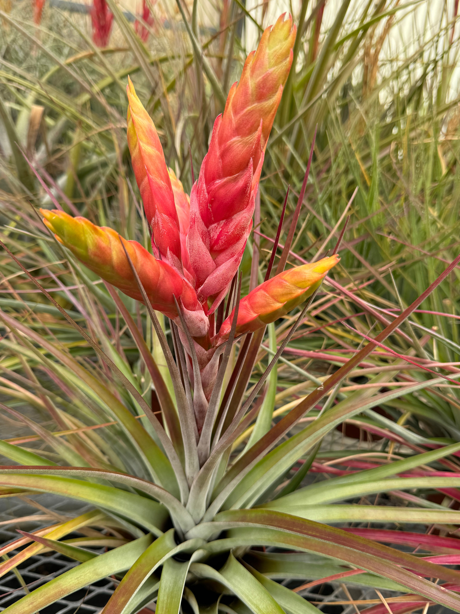 Tillandsia fasciculata 'Tropiflora' - Bird Rock Tropicals