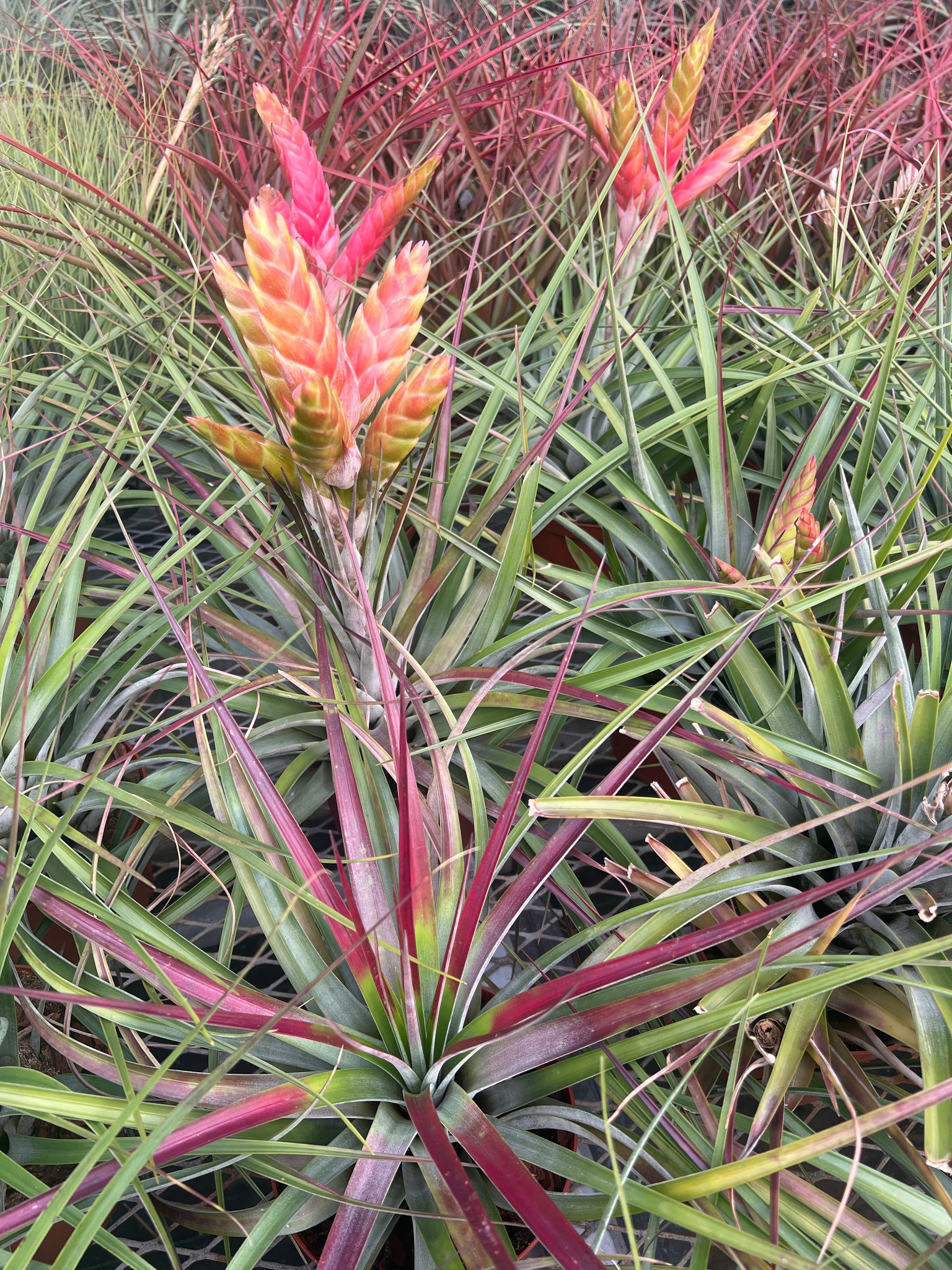 Tillandsia fasciculata 'Tropiflora' - Bird Rock Tropicals