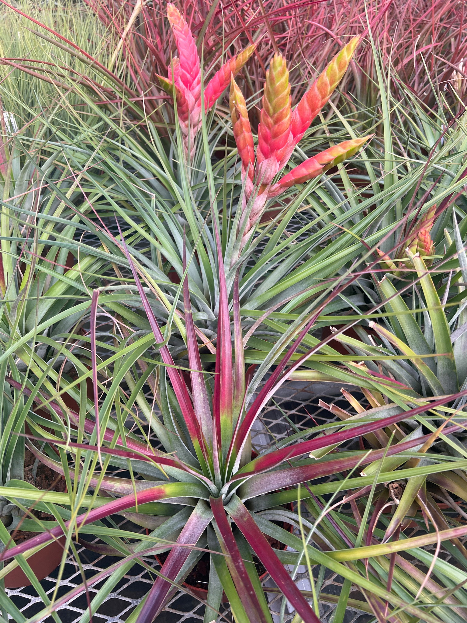 Tillandsia fasciculata 'Tropiflora' - Bird Rock Tropicals