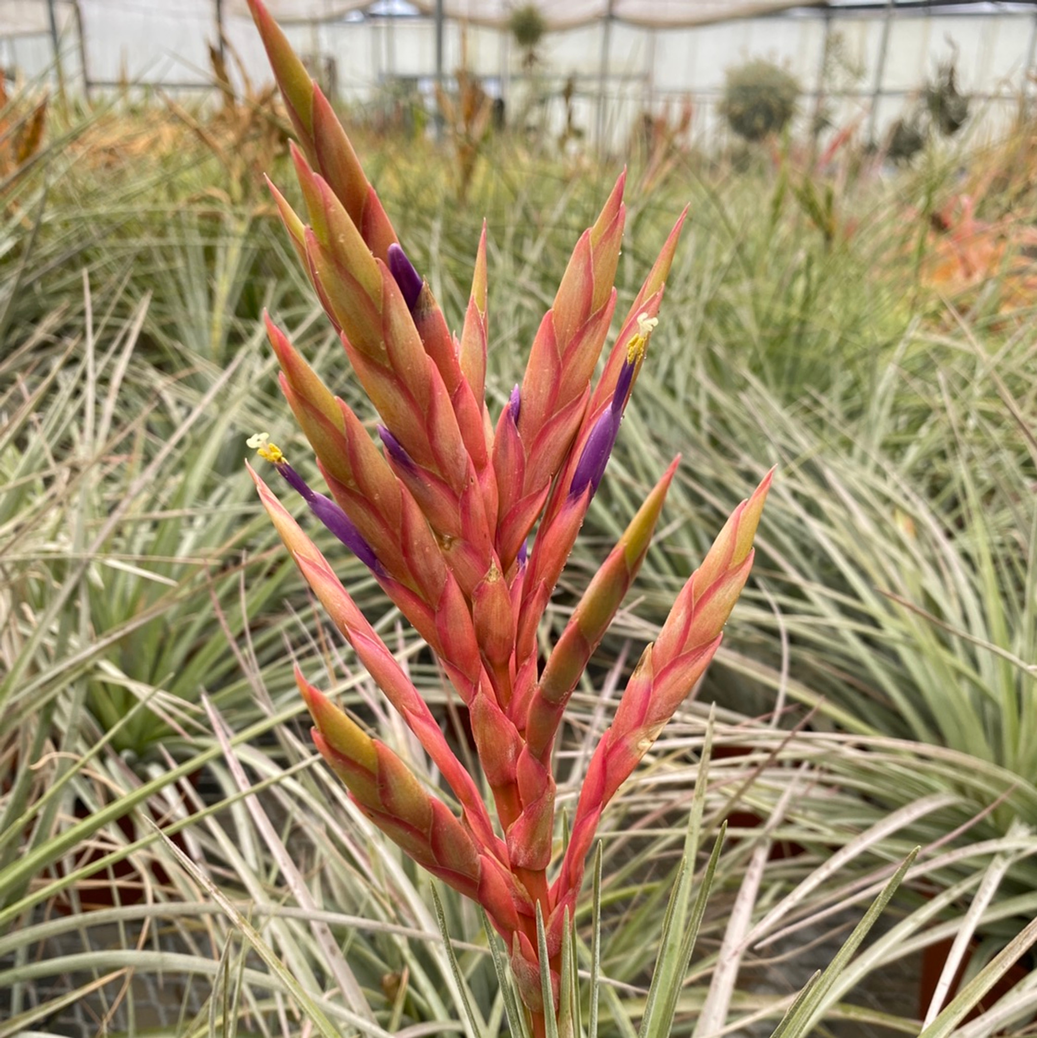 Tillandsia fasciculata v. densispica (Dominican Republic)