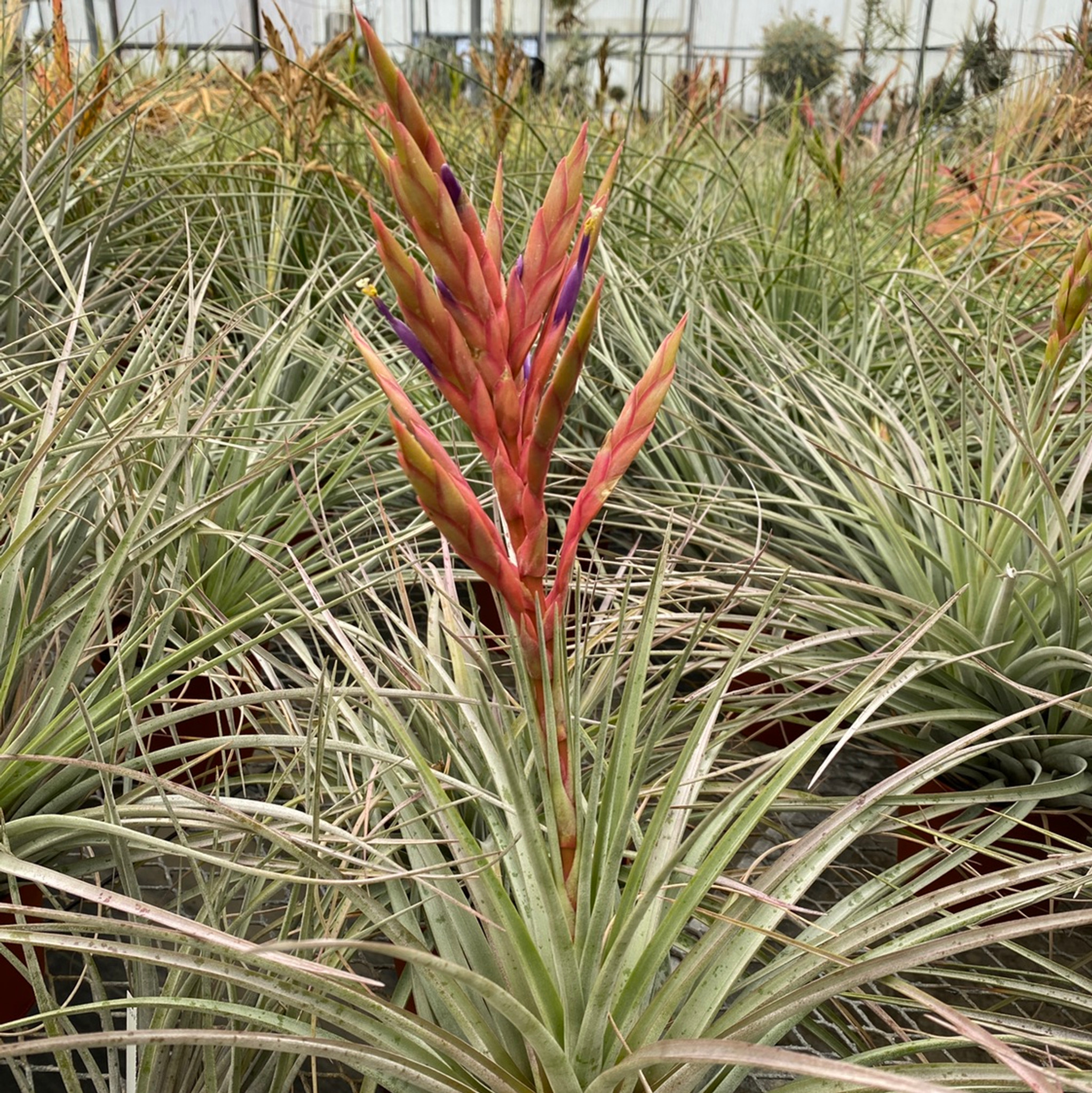 Tillandsia fasciculata v. densispica (Dominican Republic)