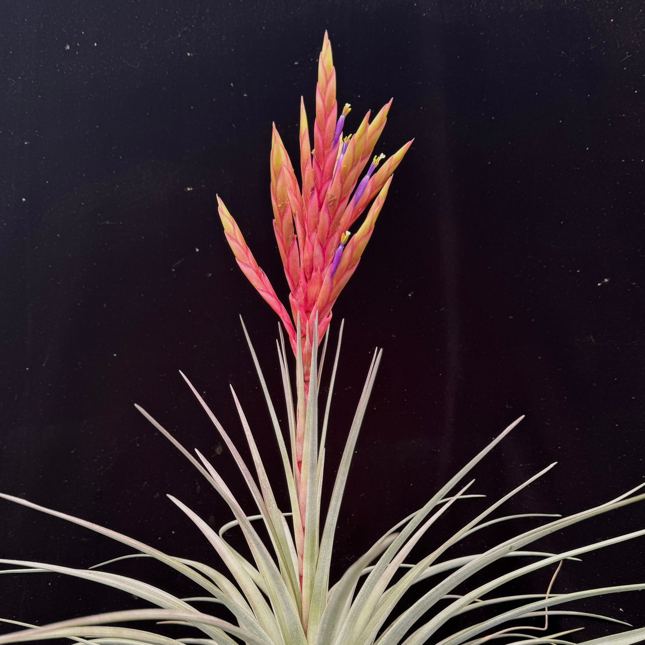 Tillandsia trelawniensis (T. fasciculata v. densispica, Dominican