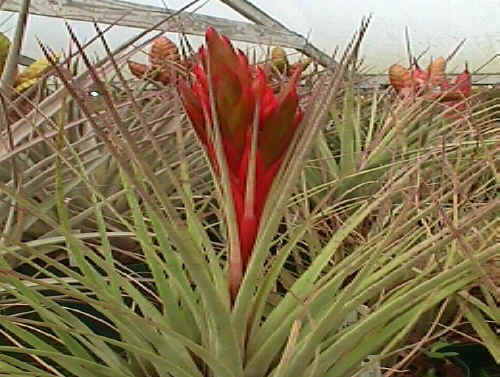 Tillandsia fasciculata v. densispica (Yucatan)(short one) - Bird