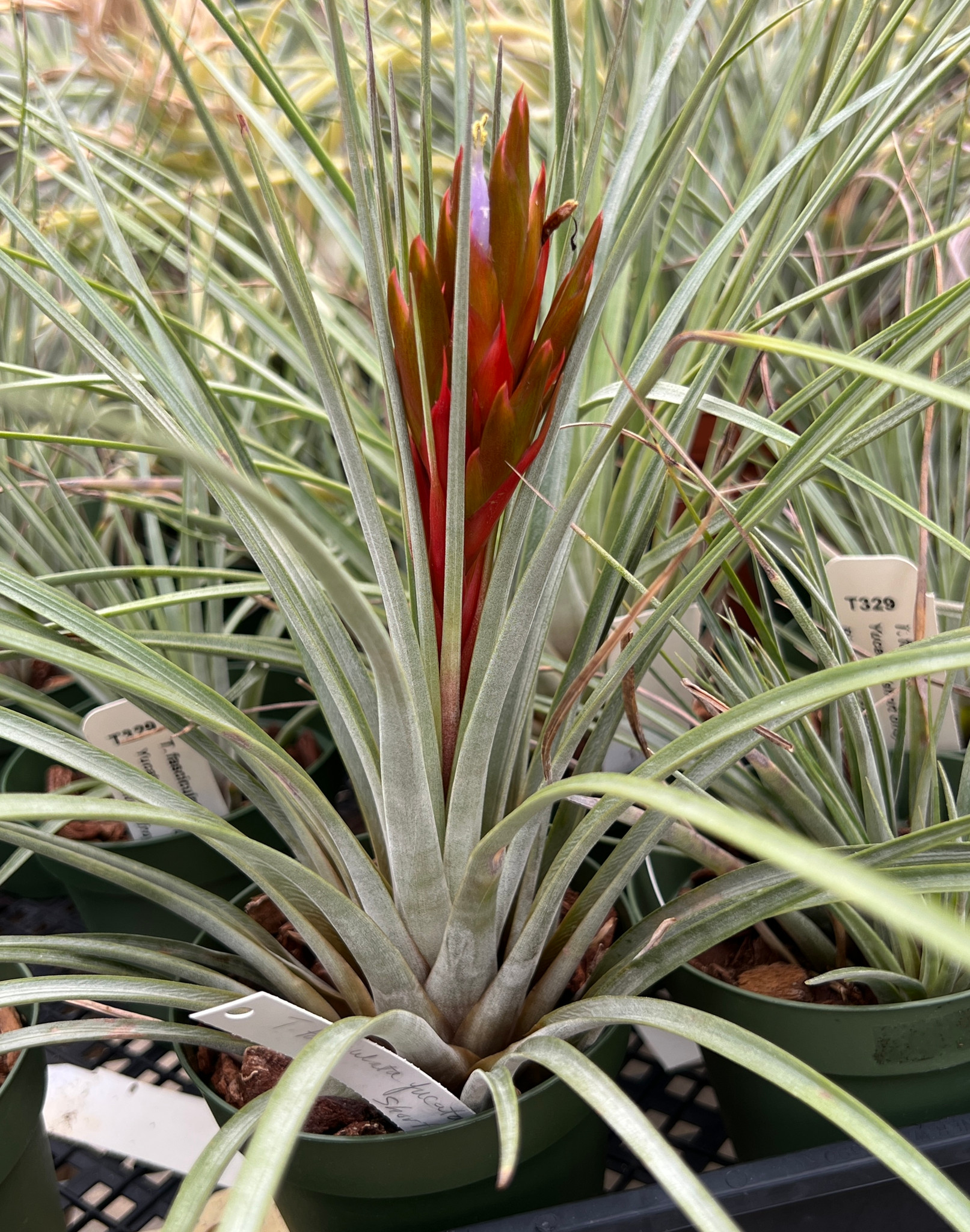 Tillandsia fasciculata v. densispica (Yucatan)(short one) - Bird