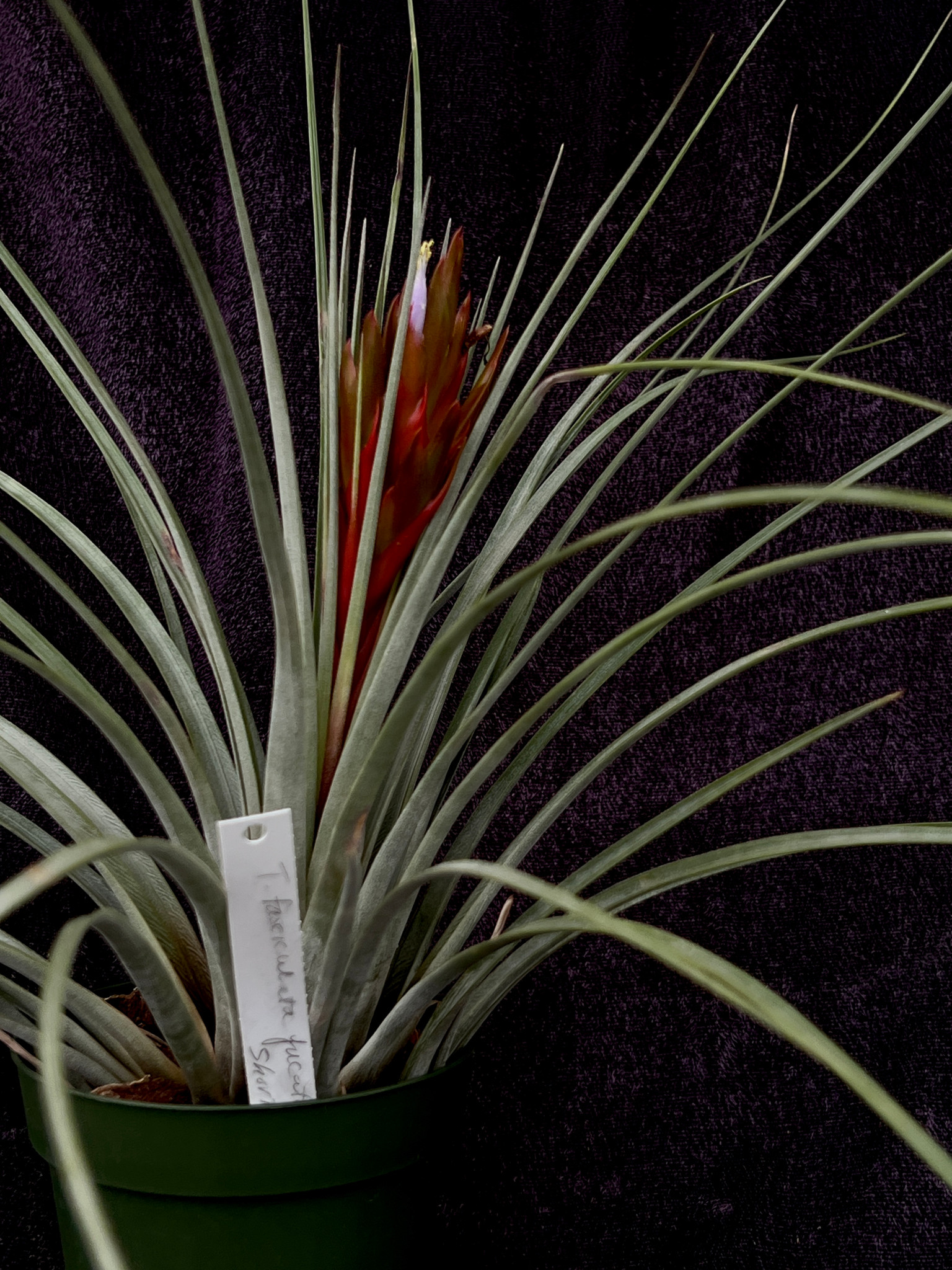 ブロメリア コレクション Tillandsia Chevalieri x fasciculata v