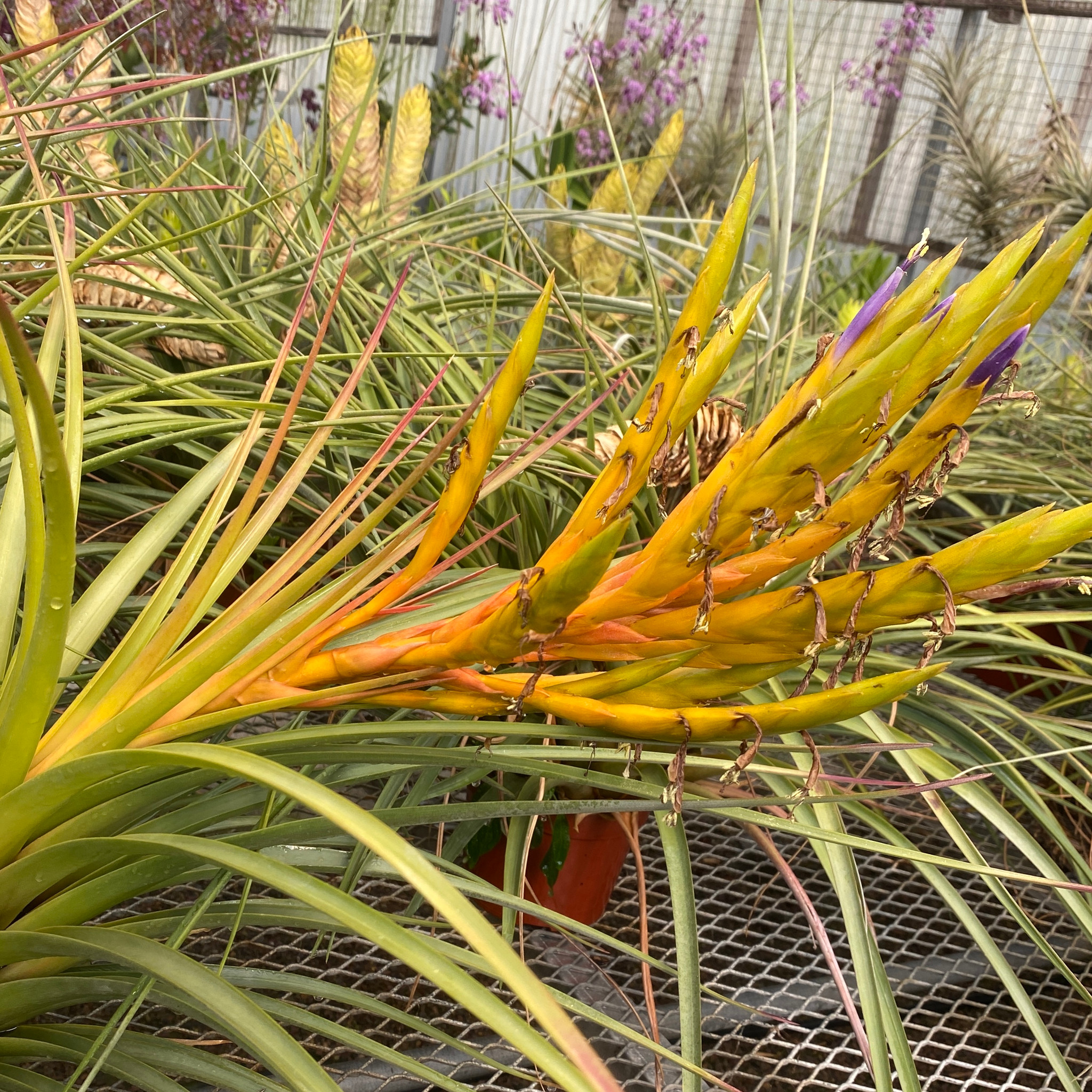 Tillandsia fasciculata 'Teotitlan' - Bird Rock Tropicals