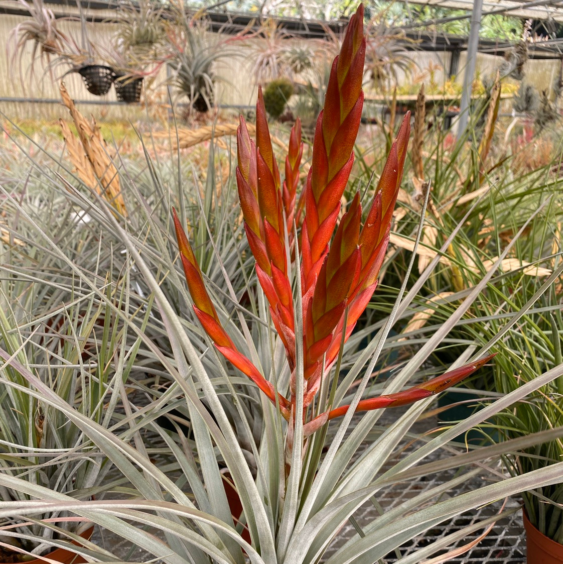 Tillandsia fasciculata v. fasciculata (red) - Bird Rock Tropicals