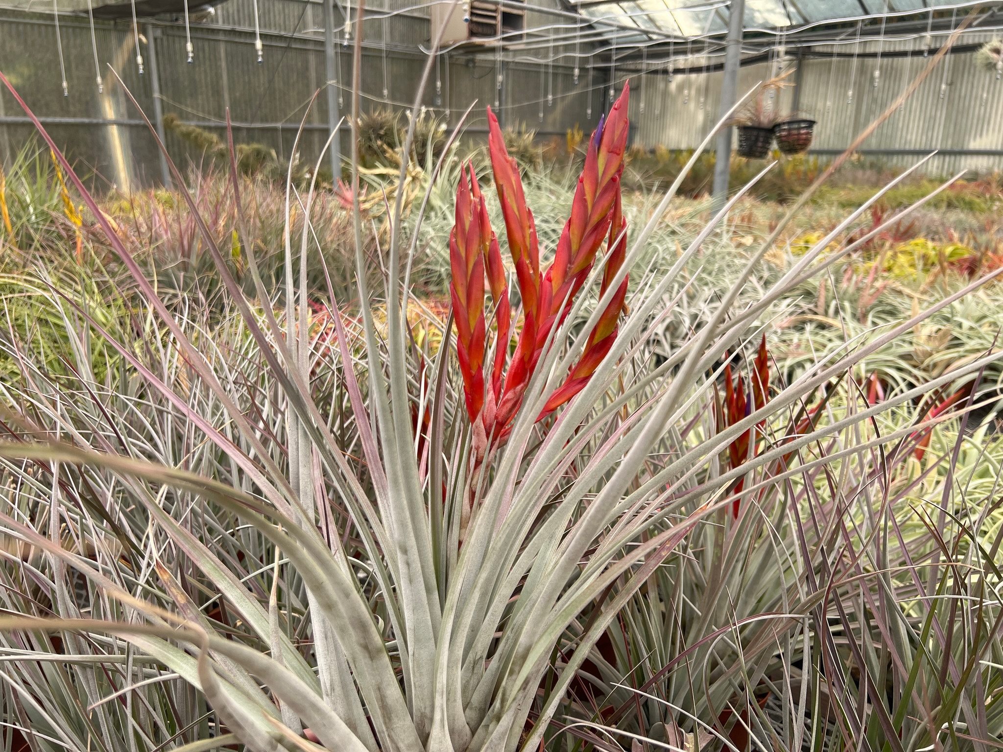 Tillandsia fasciculata v. fasciculata (red) - Bird Rock Tropicals