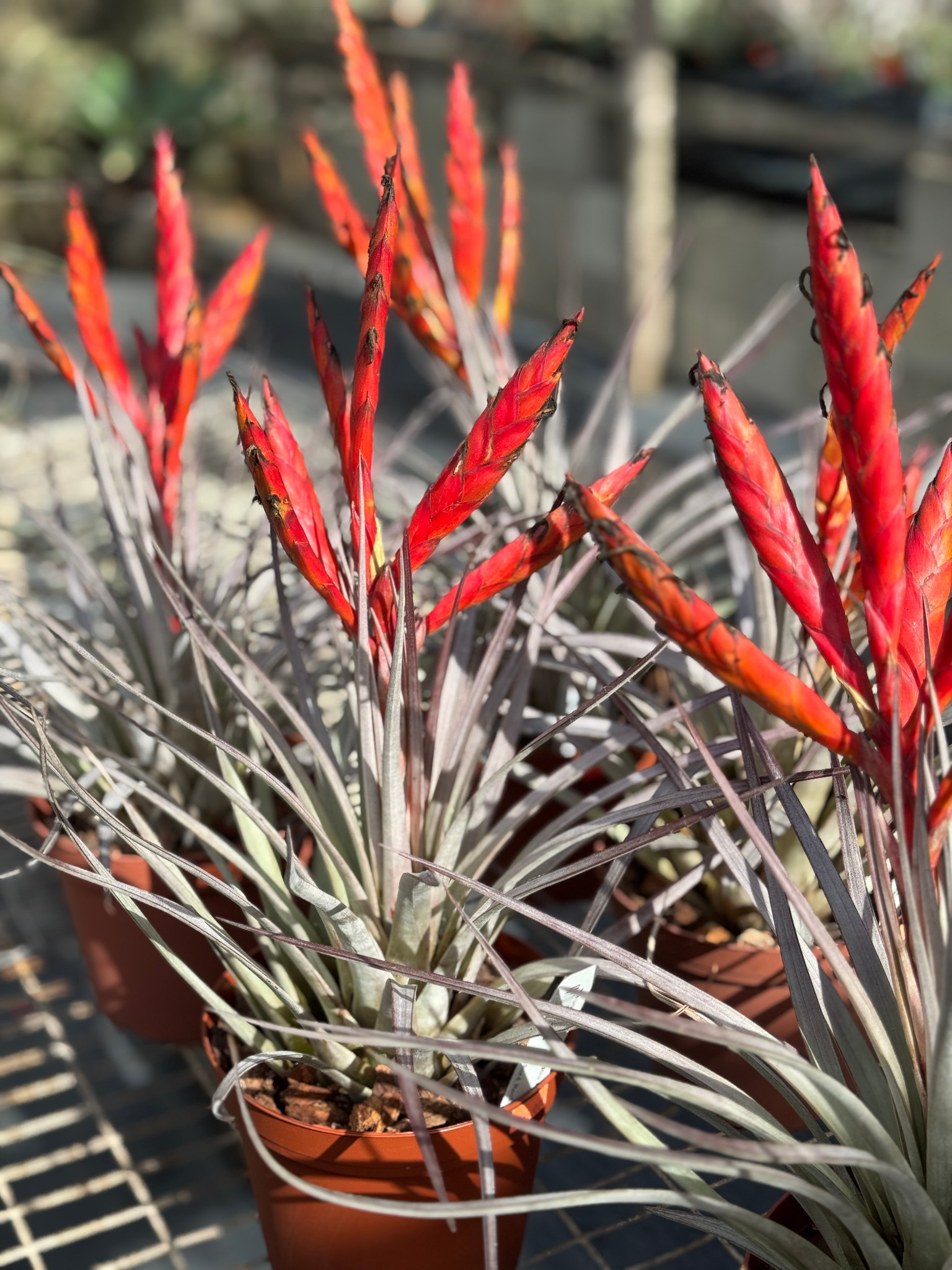 チランジア　ファシクラータ, Red-Multi Bract Tillandsia fasciculata v. fasciculata (red, multi-branched