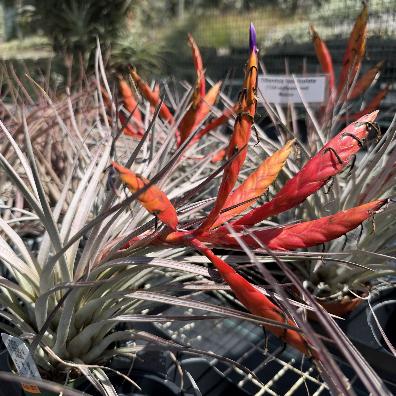 Tillandsia fasciculata v. fasciculata (red, multi-branched) - Bird