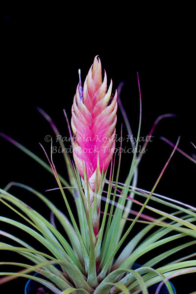 フラワー・ガーデニング Tillandsia cotagaitensis **50** フラワー
