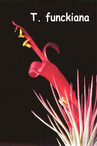 Tillandsia funckiana - Bird Rock Tropicals