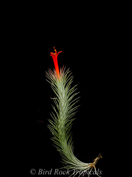 T. ‘Domingos Funckiana' T'S TROPICALS Tillandsia funckiana - Bird Rock Tropicals