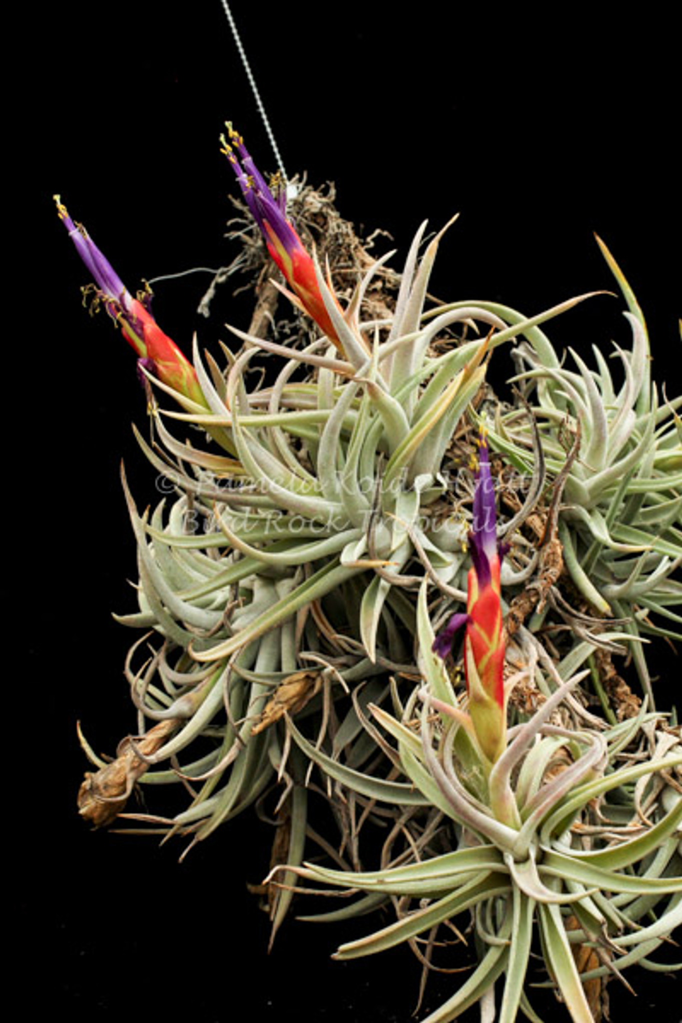 Tillandsia harrisii (CITES) - Bird Rock Tropicals