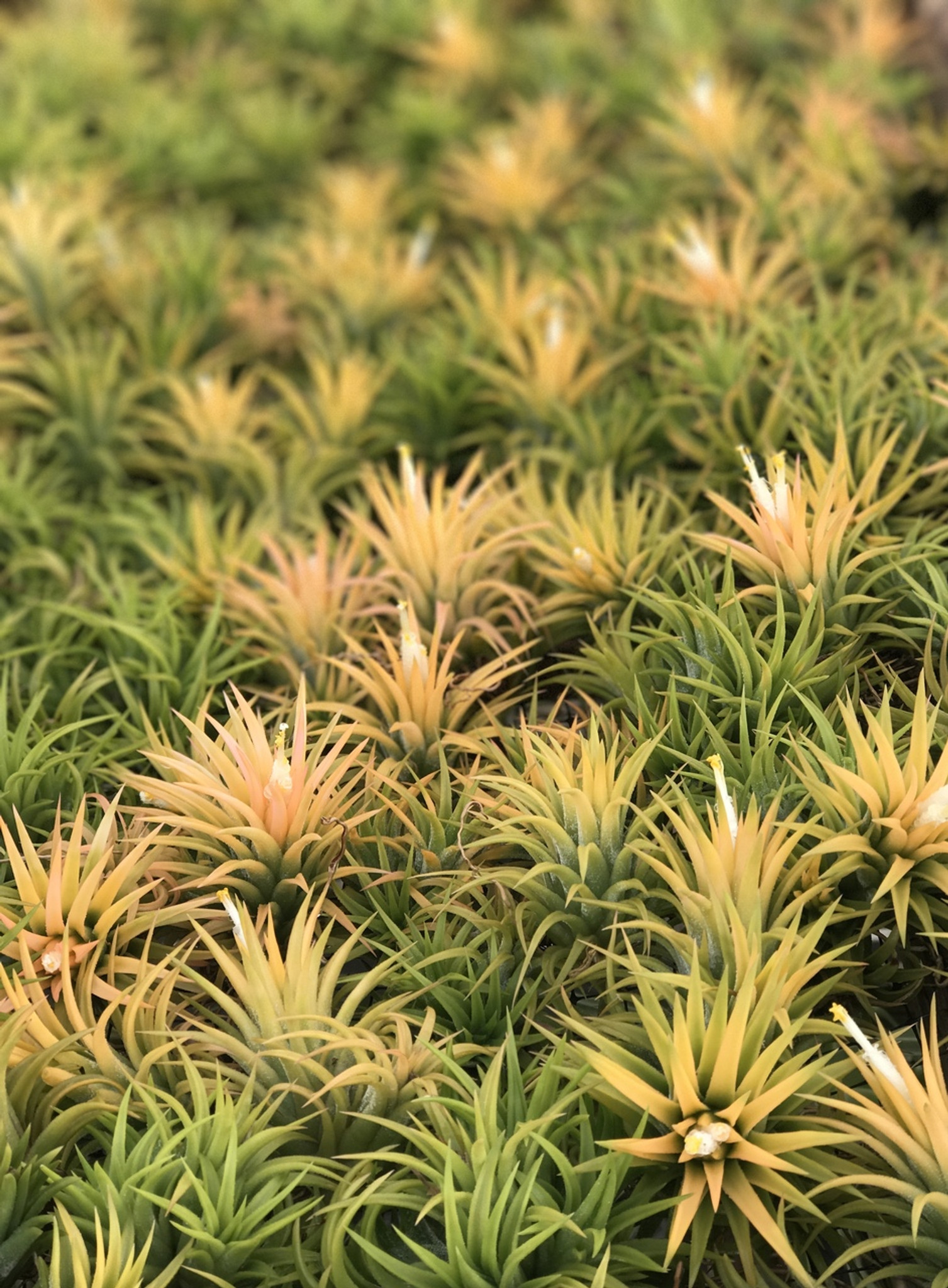 Tillandsia ionantha 'Druid' - Bird Rock Tropicals