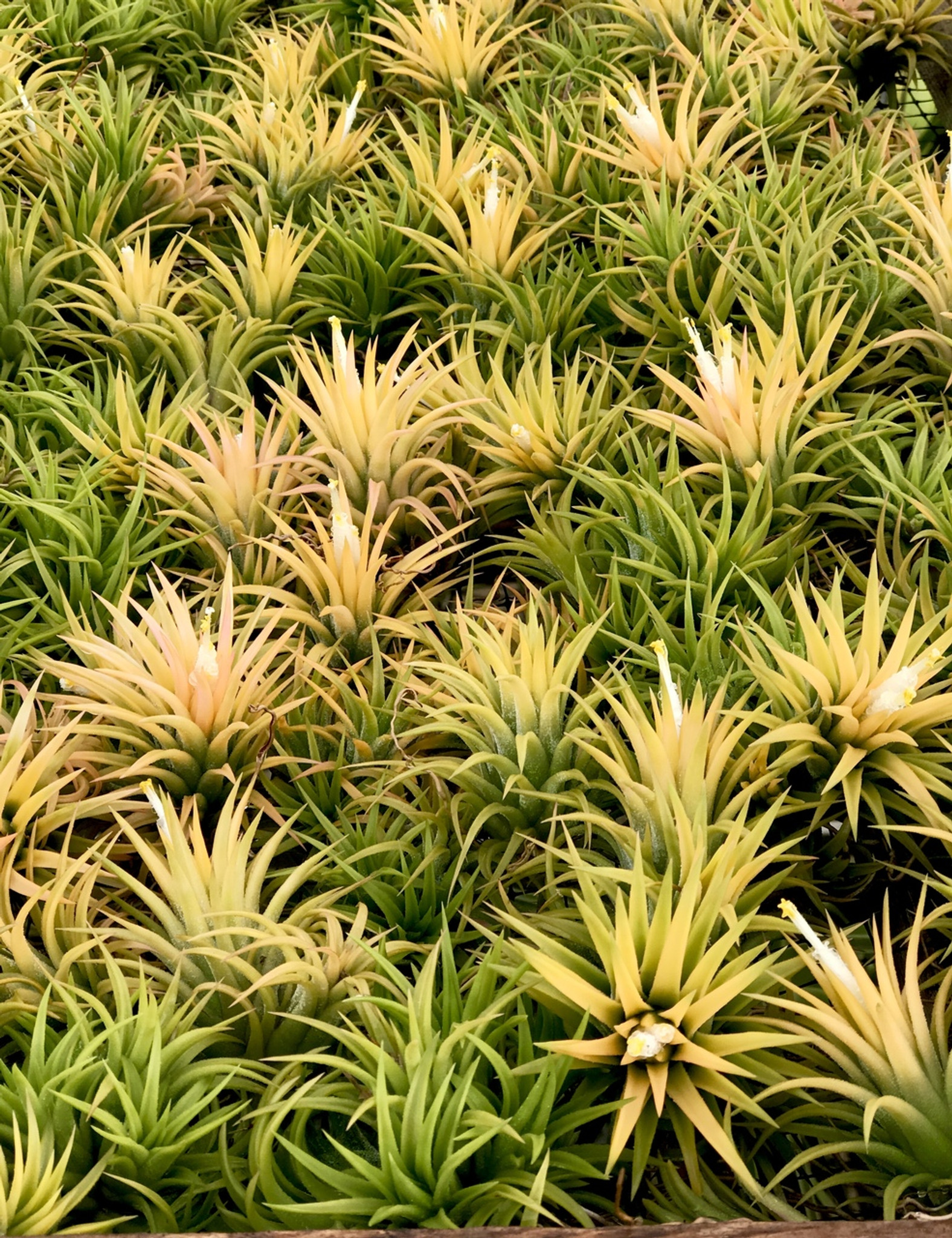 Tillandsia ionantha 'Druid' - Bird Rock Tropicals