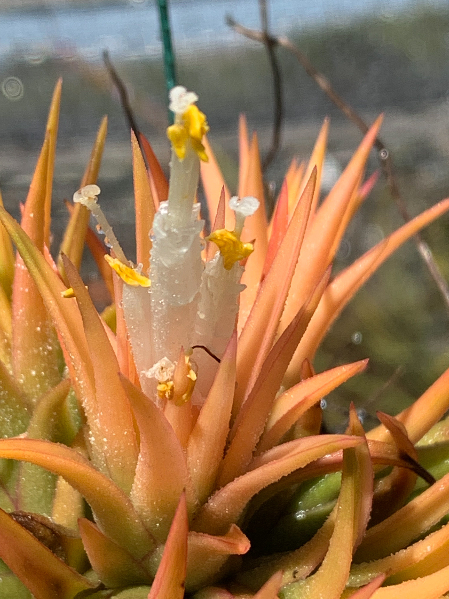 Tillandsia ionantha 'Druid' - Bird Rock Tropicals