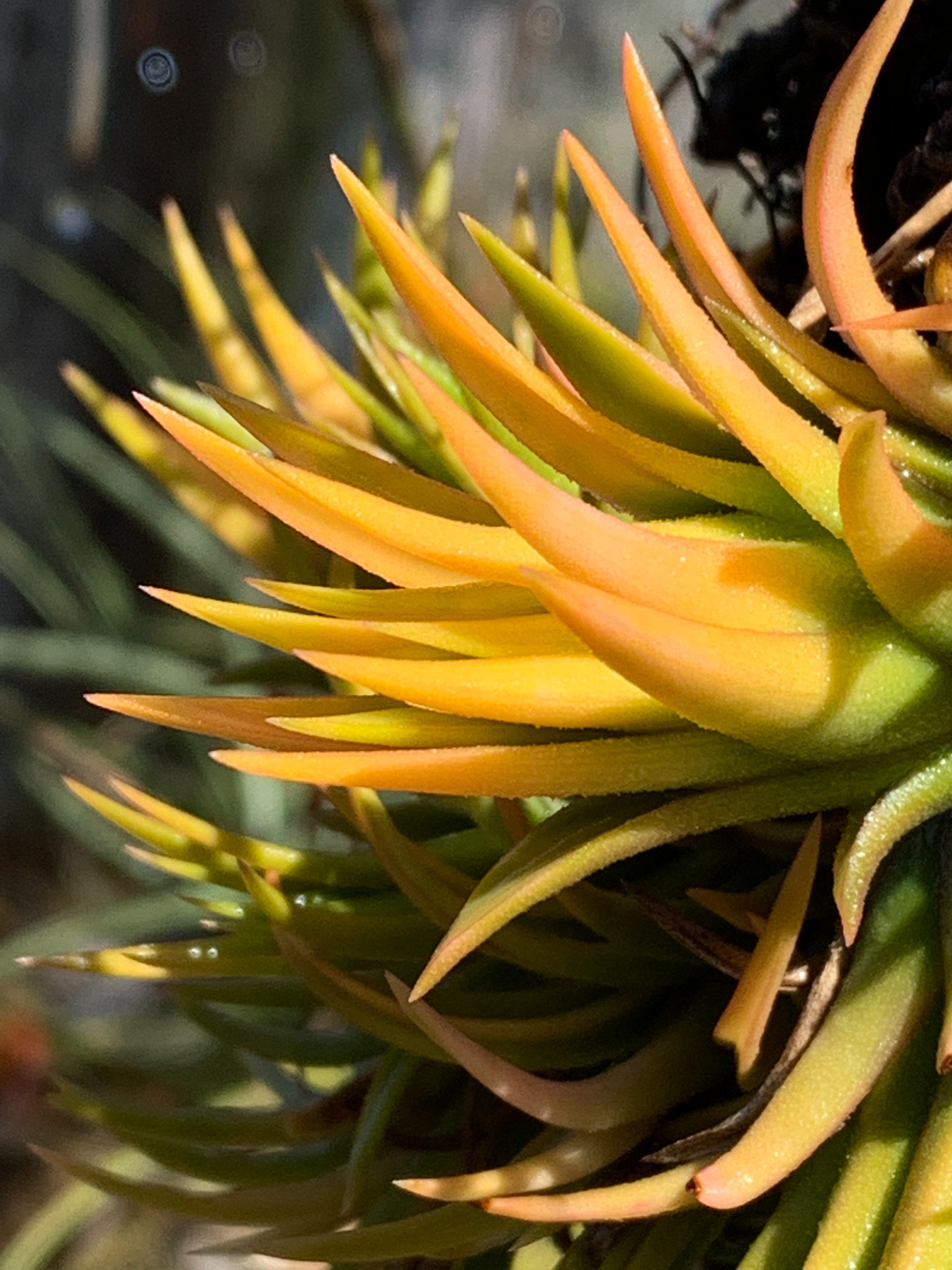 Tillandsia ionantha 'Druid'